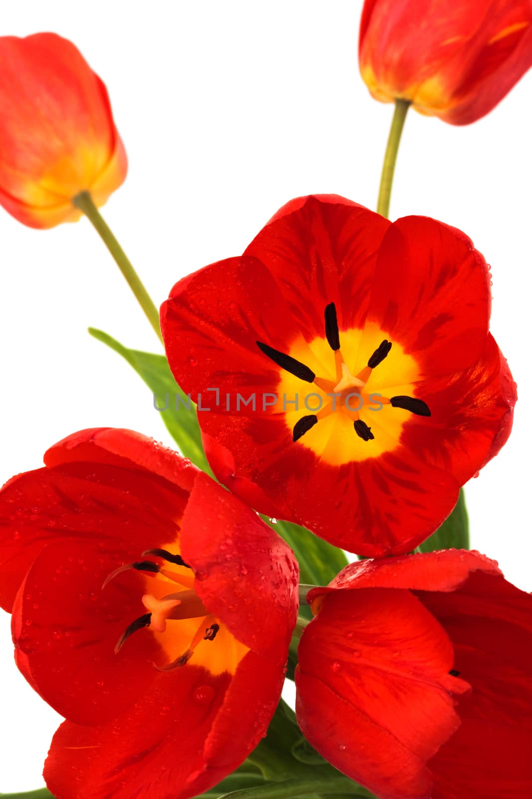 beautiful red tulips on a white background