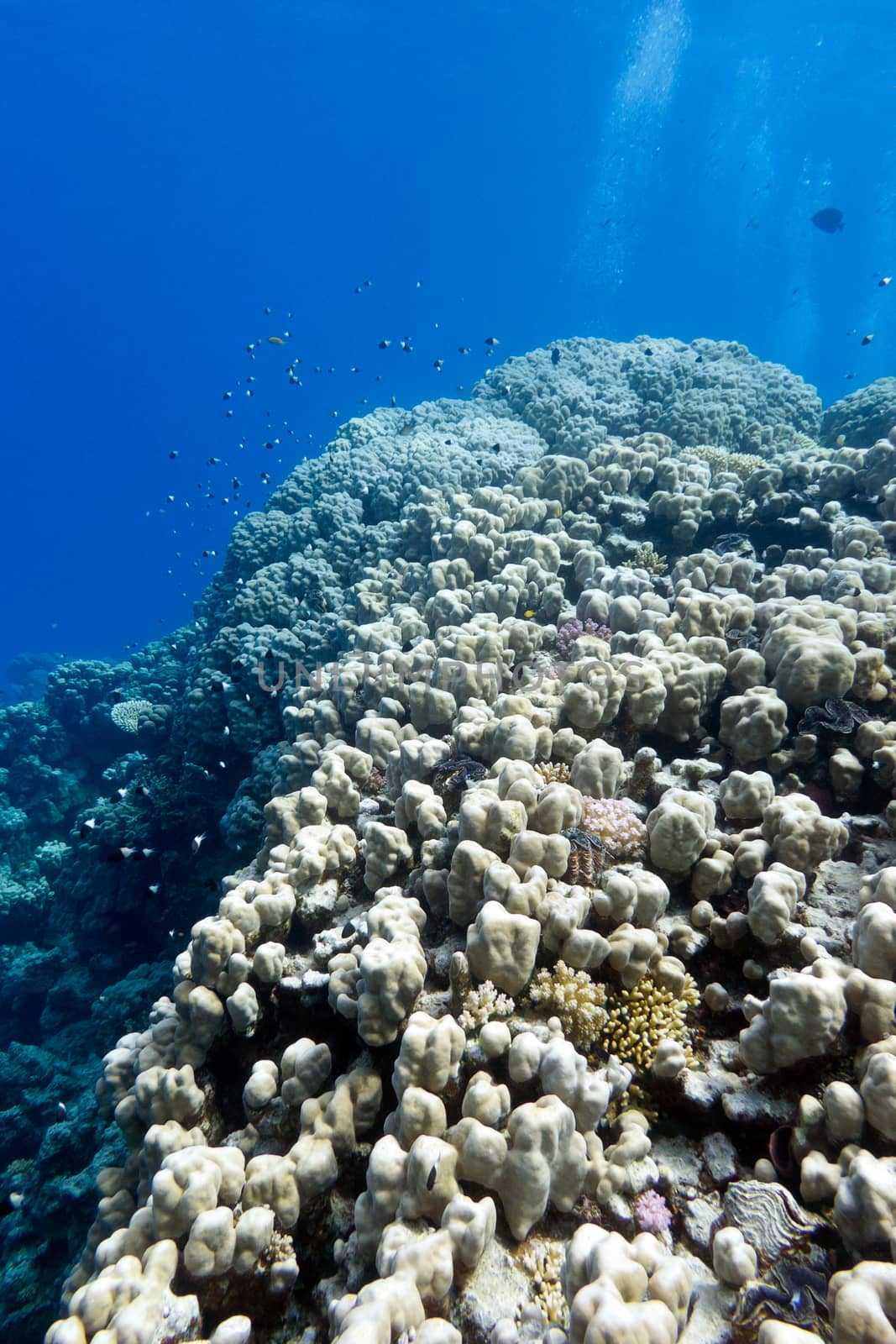 coral reef with hard corals at the bottom of tropical sea on blue water background by mychadre77