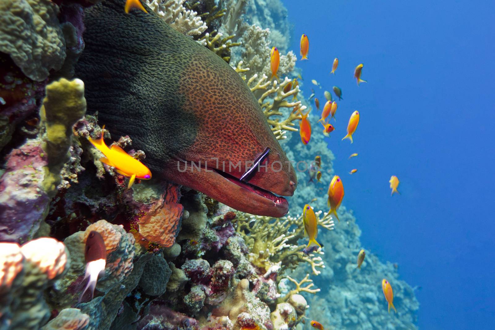 colorful coral reef with dangerous great moray eel at the bottom of tropical sea