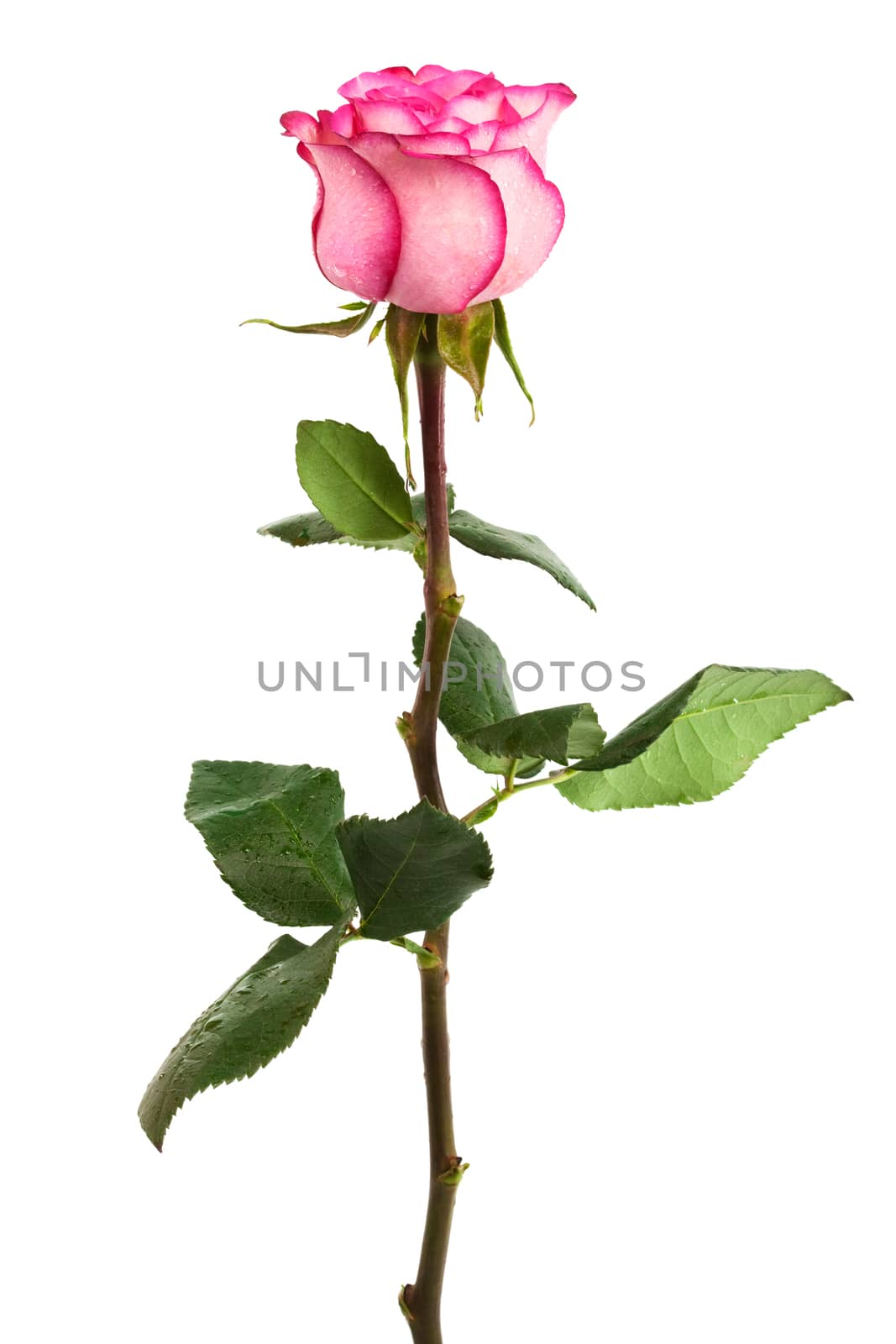 Fresh pink roses on a white background