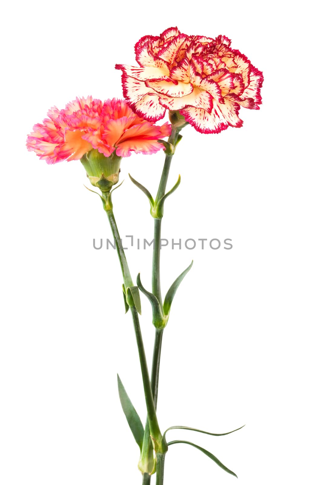 Beautiful fresh carnation on a white background