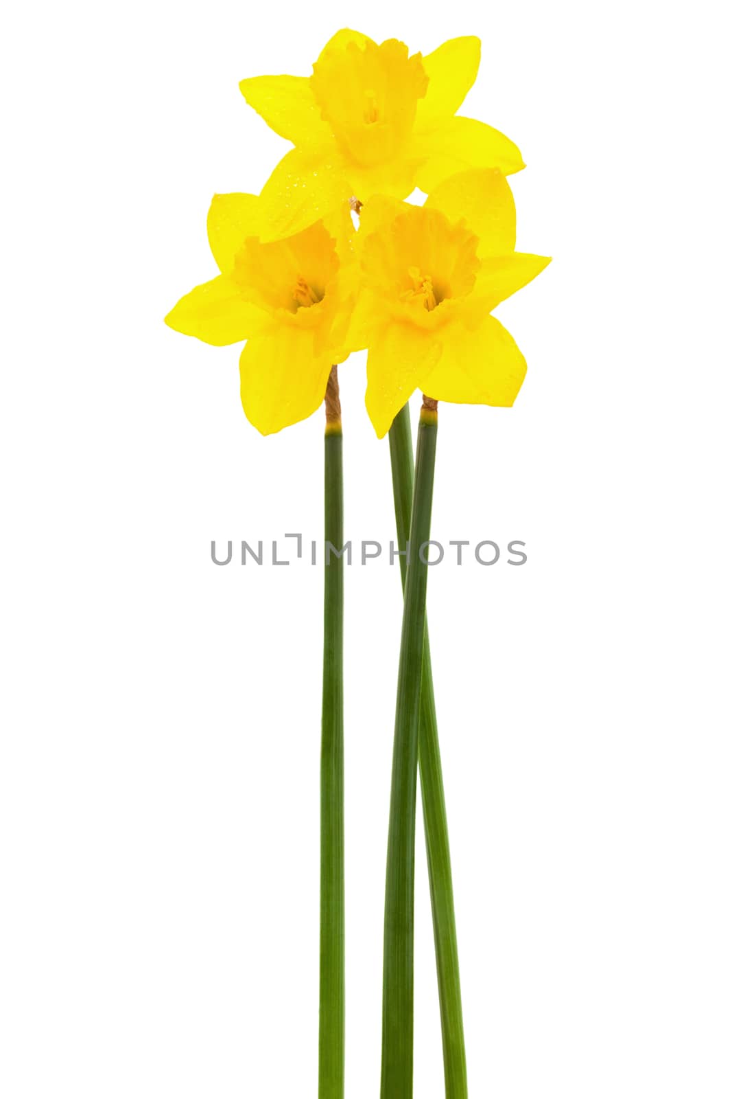 yellow narcissus by terex