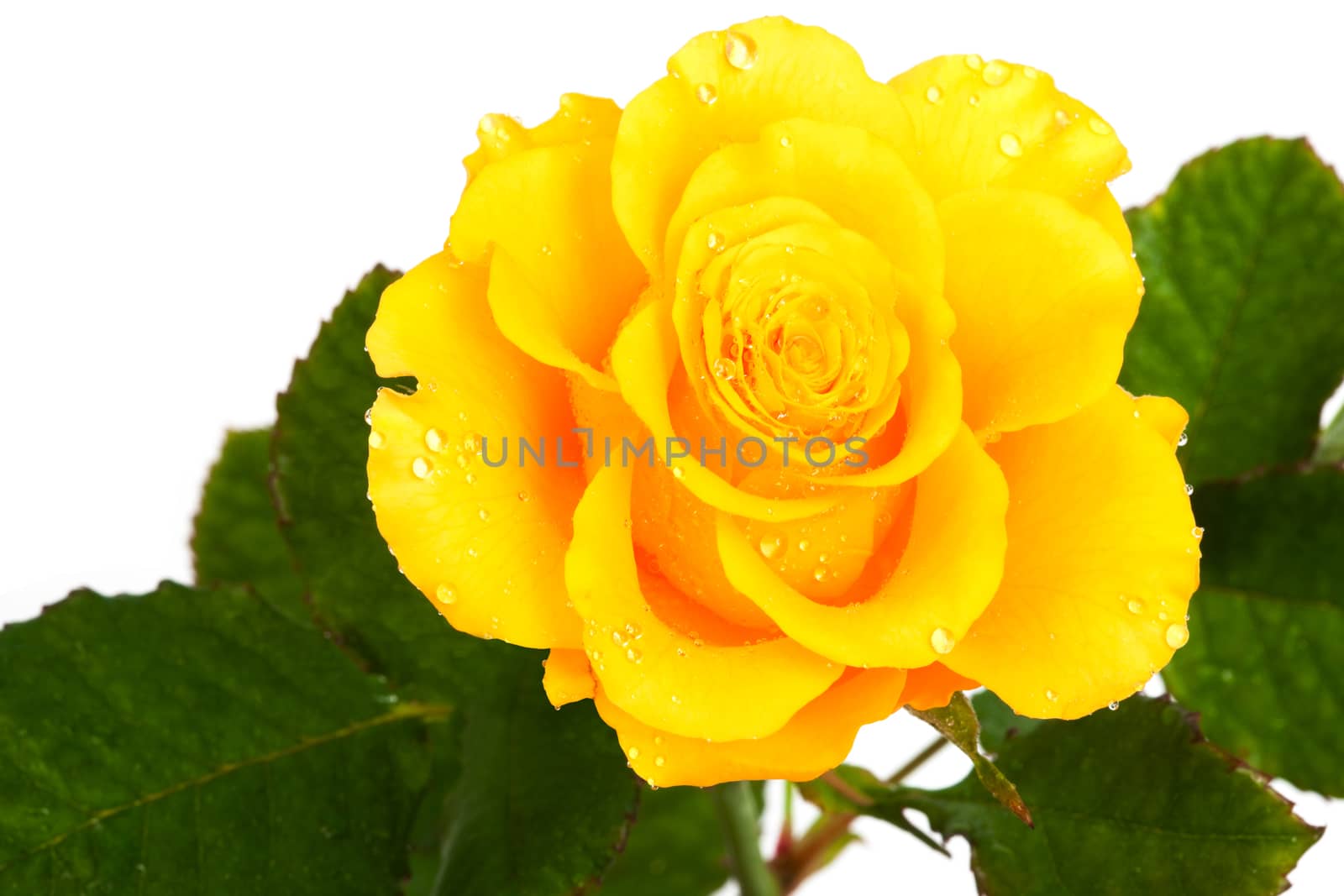 Beautiful yellow rose by terex
