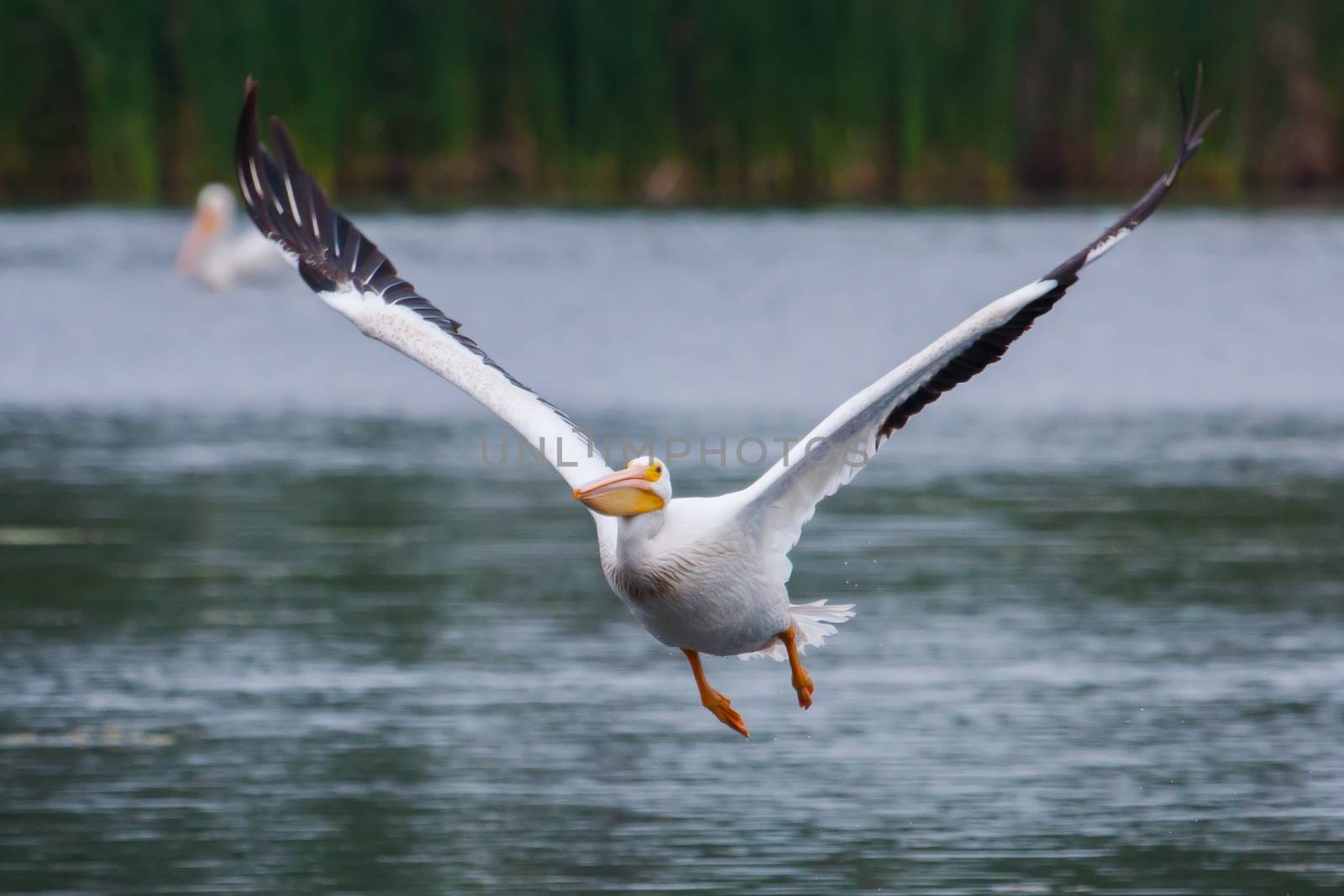 White Pelican (Pelecanus erythrorhynchos) flying above a lake