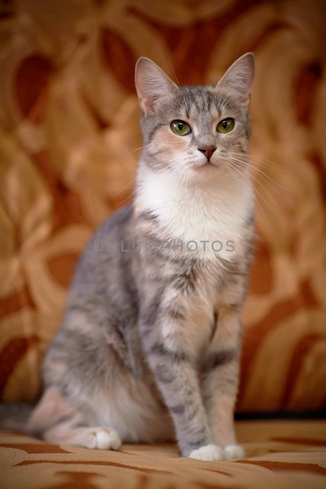 Gray cat with green eyes. by Azaliya