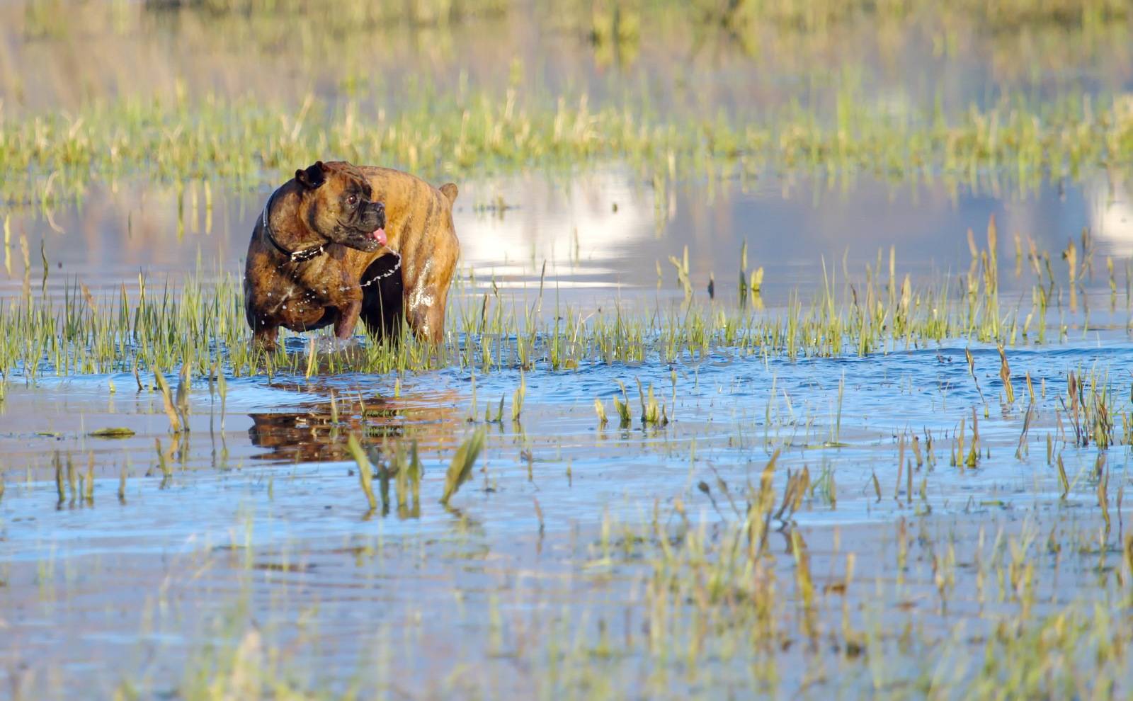 One boxer dog playing in the water and looking aside