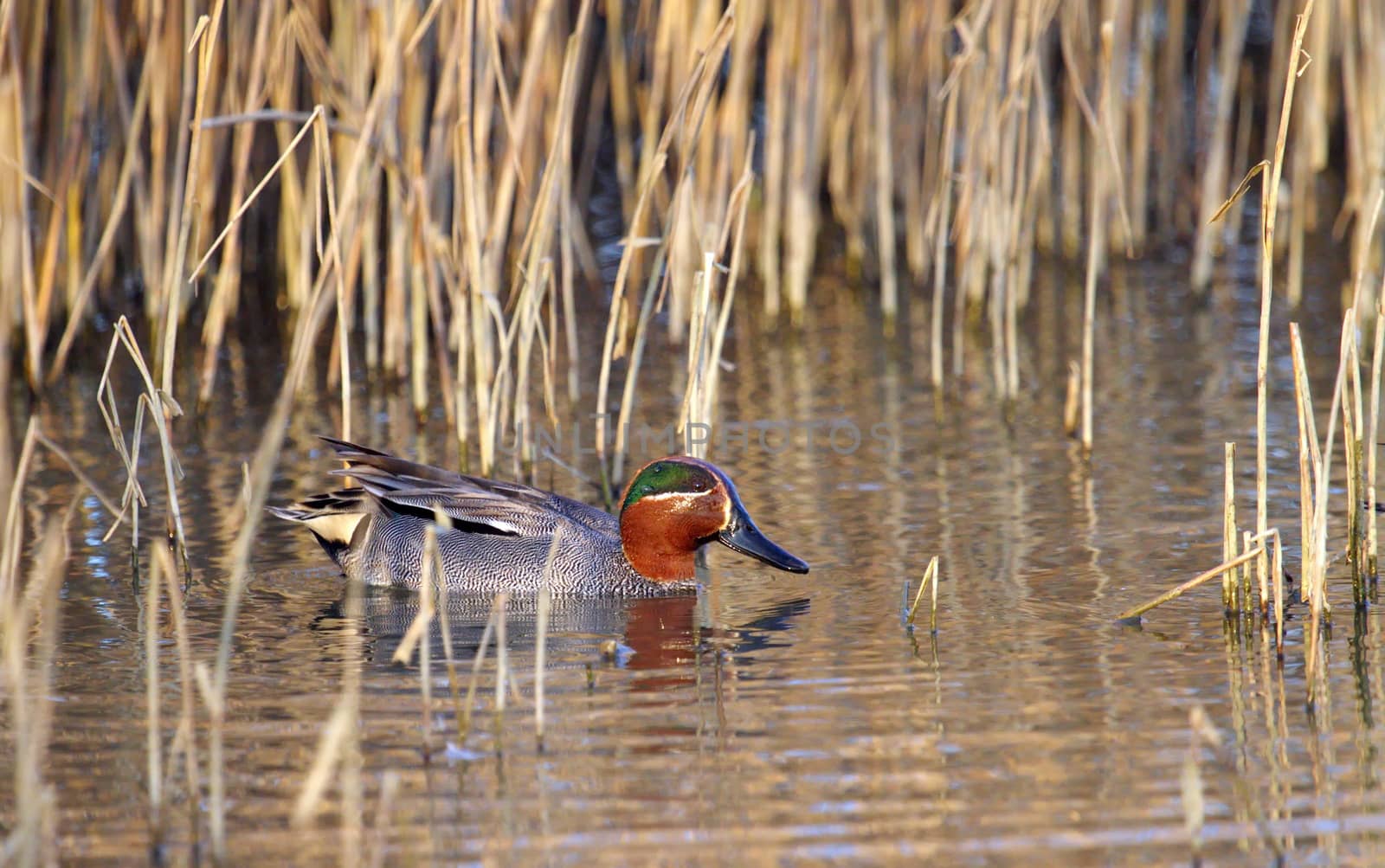 One male eurasian (or common) teal duck (anas crecca) floating on the water pond with little winter yellow grass