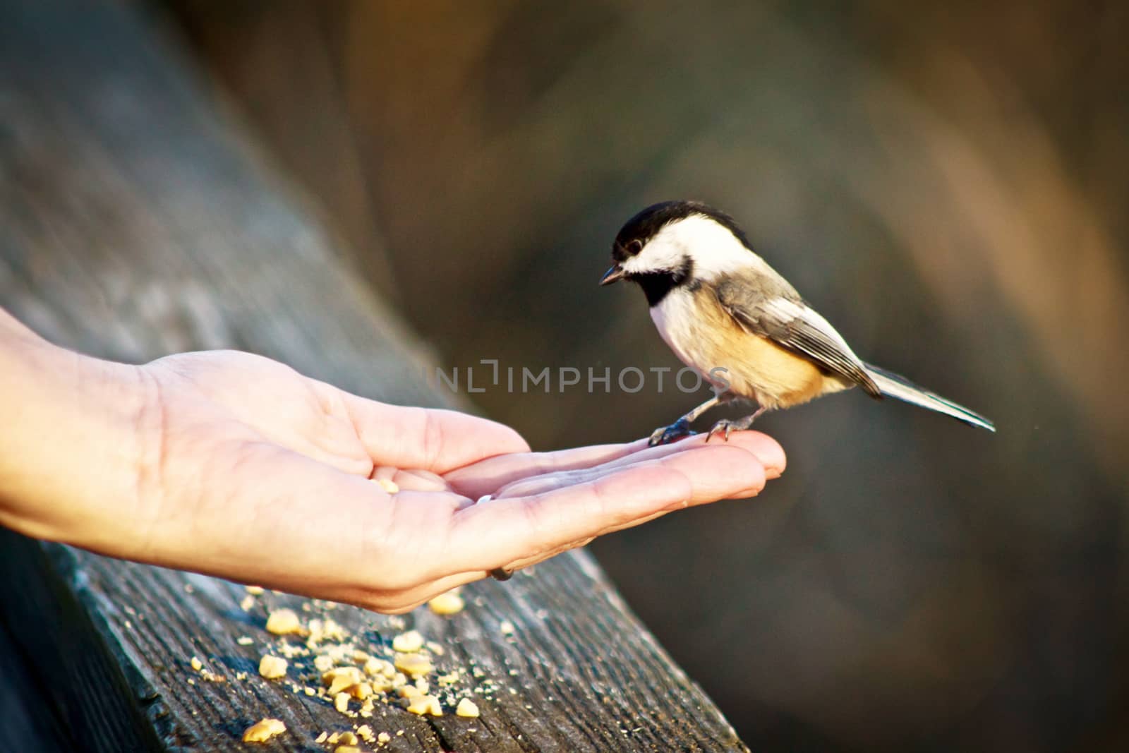 Black capped chickadee perched on human hand. Palm is upturned cupping seeds.