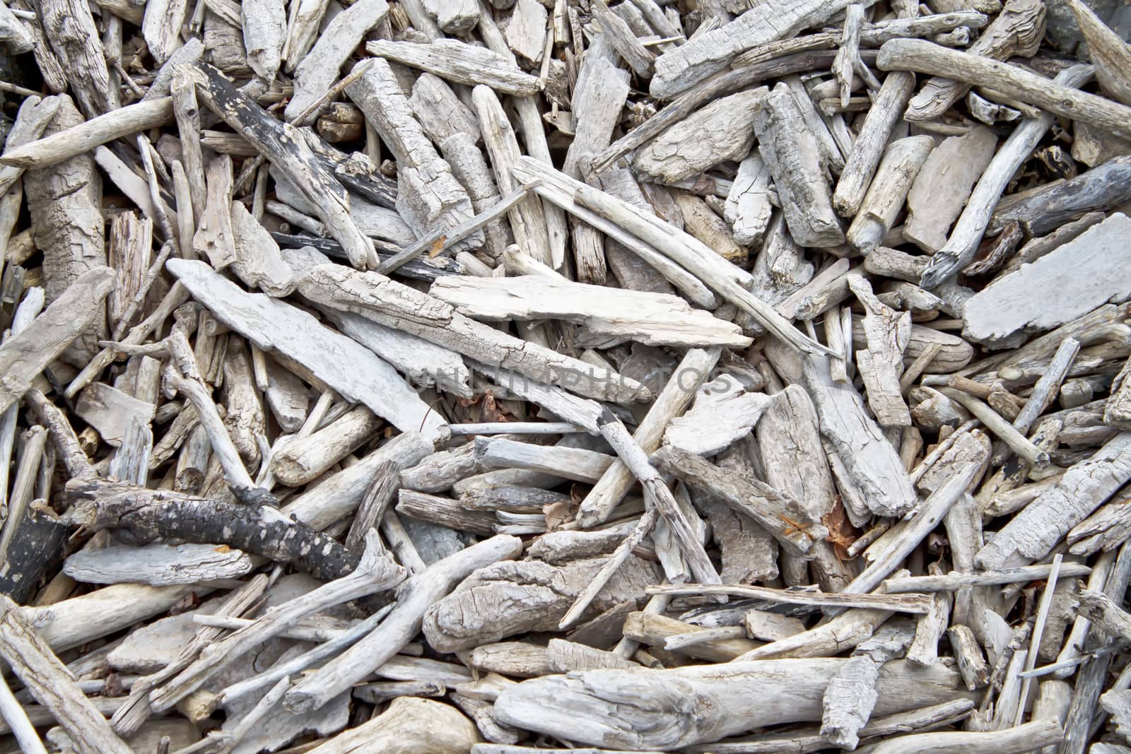 Various shapes and sizes of water worn wood. 