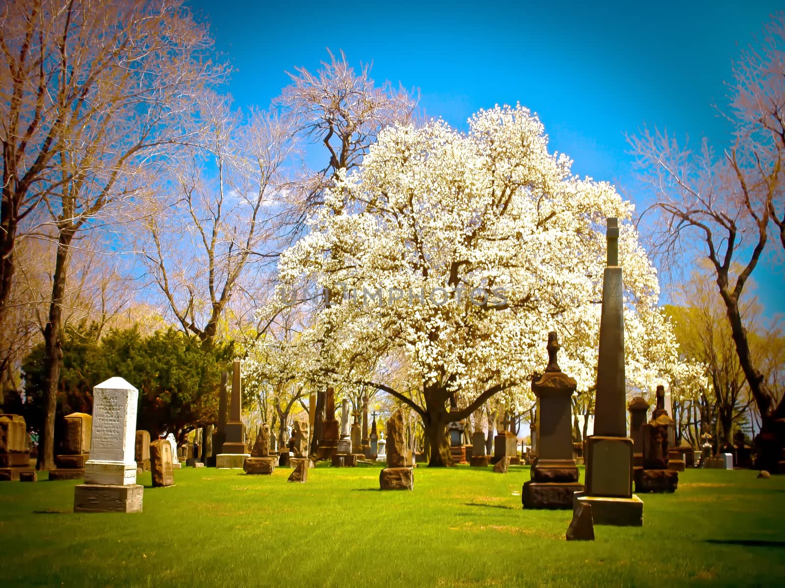 Blooming tree full of life amongst the gravestones at cemetery.