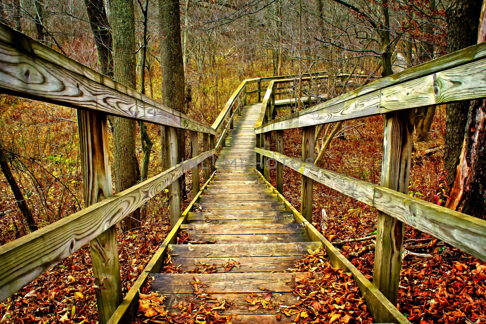 Wooden walkway through an autumn forest. Beautiful golden leaves surround stairs. 