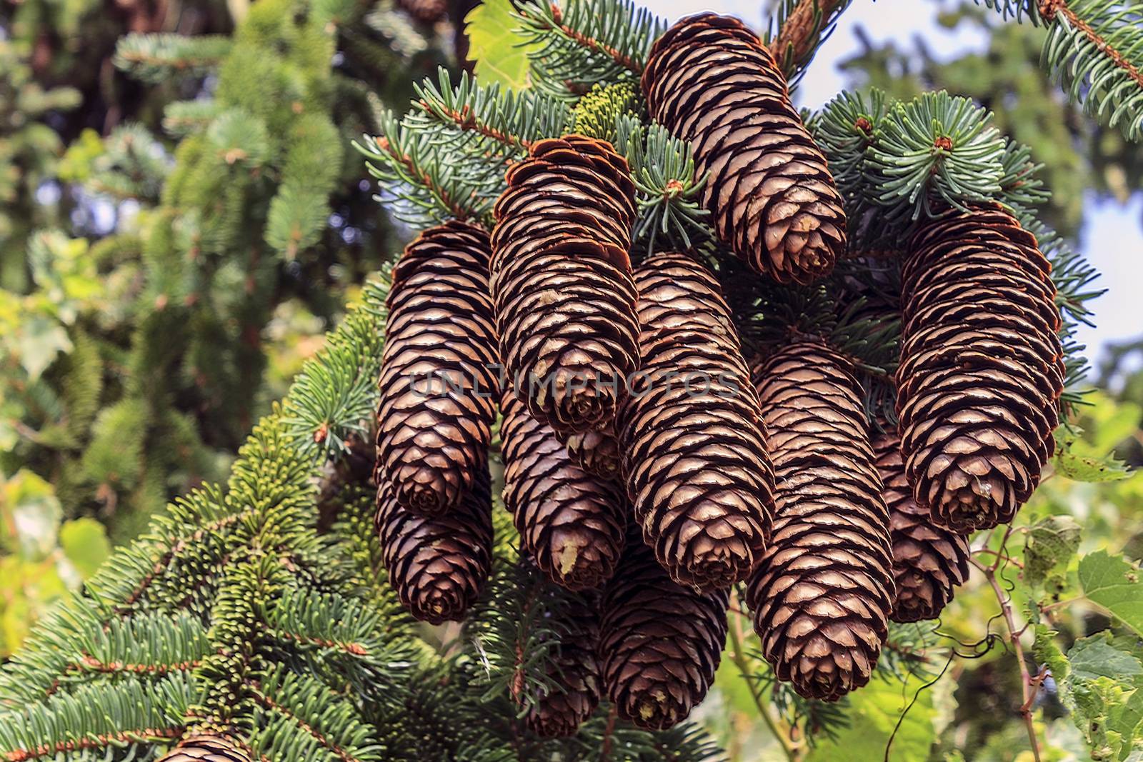 Beautiful shot of a large group of evergreen pine cones.