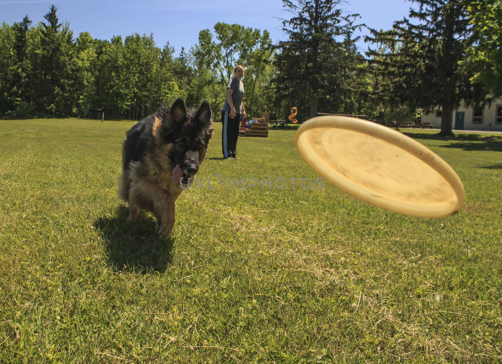 Woman stands in the background as her German Shepherd Dog catches flying disc. 