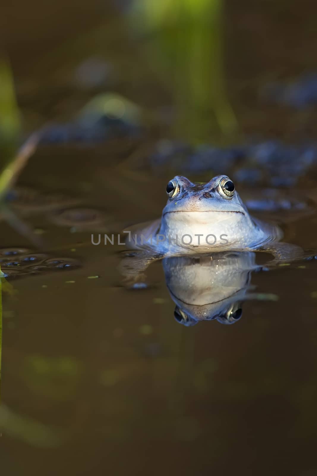 Moor frog in the wild, floating in water