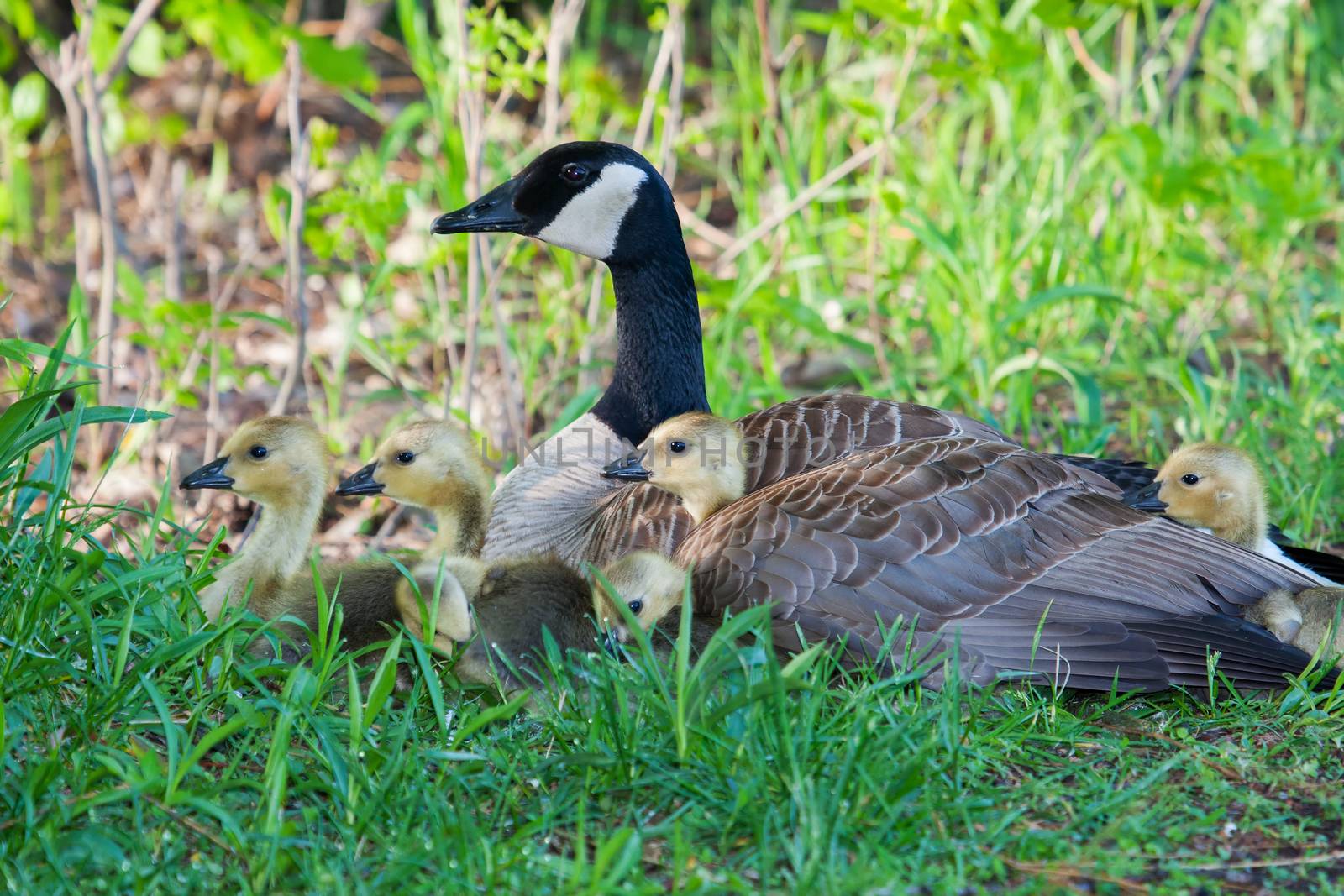 Canada Goose sitting nesting with her goslings next to a lake 