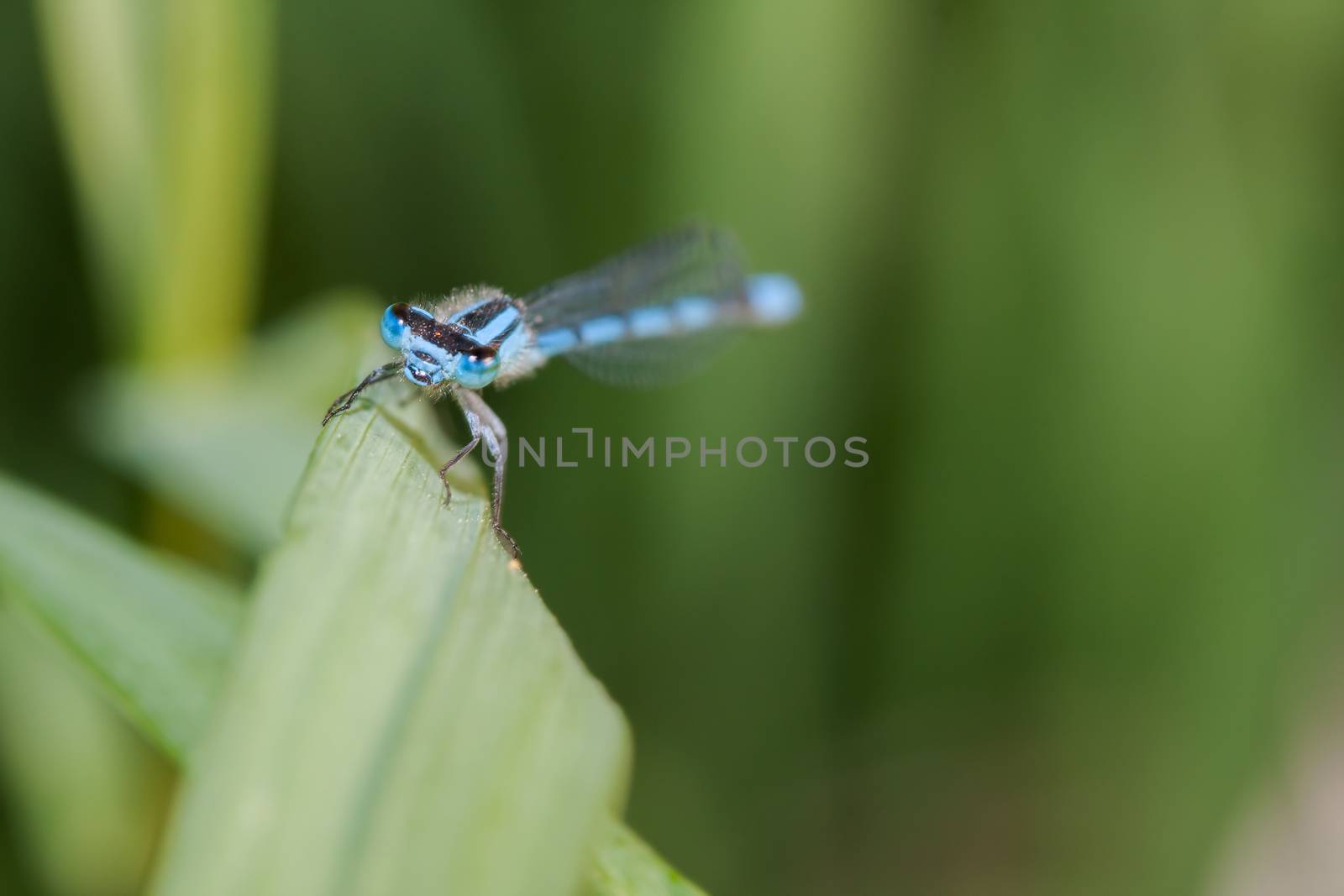 Common Blue Damselfly with very bright blue colors.