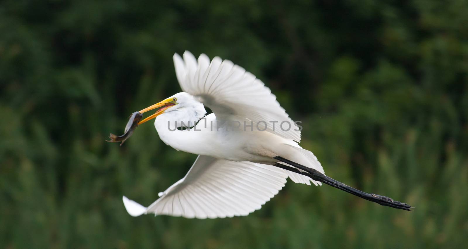 Great White Egret flying with fish by Coffee999
