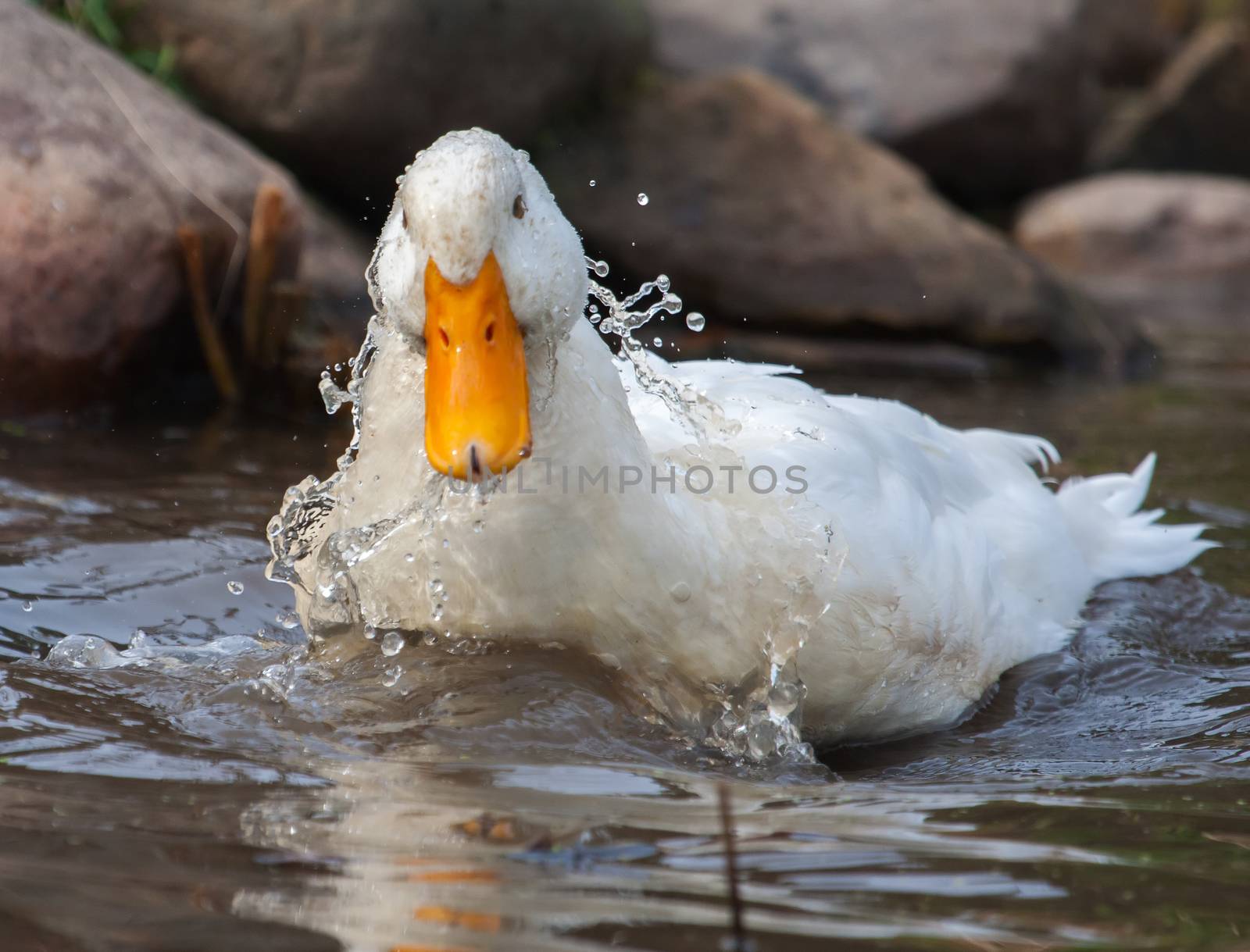 White duck splashing by Coffee999