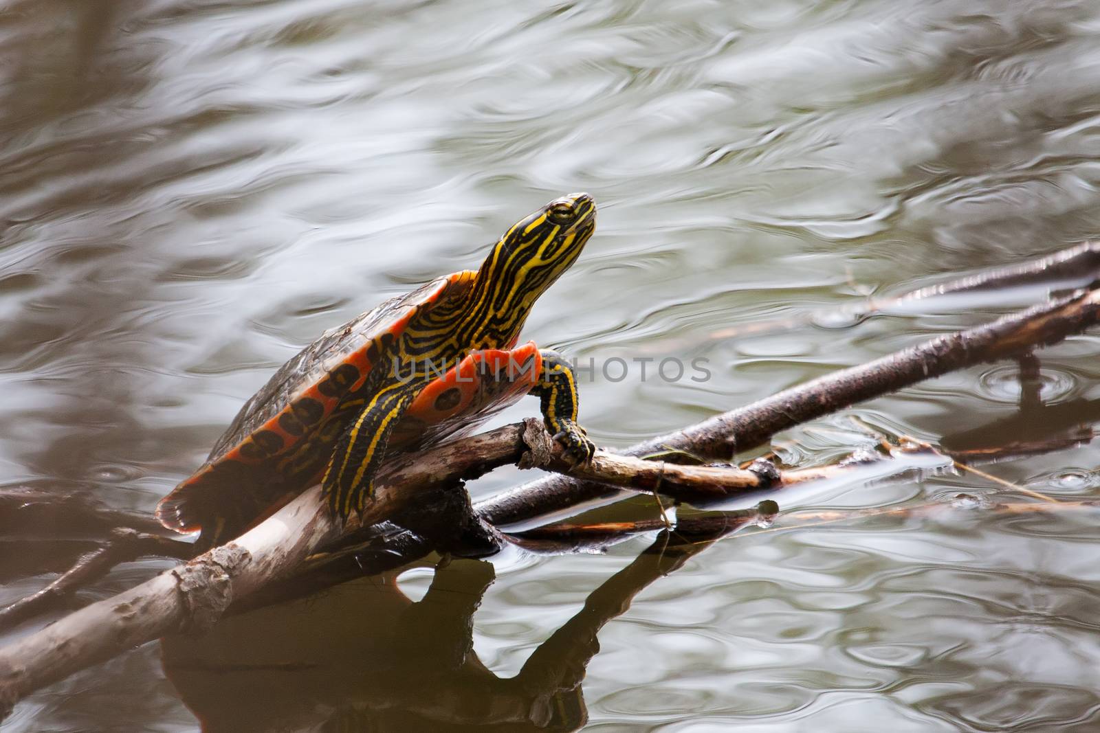 Painted Turtle Sunning itself on a log