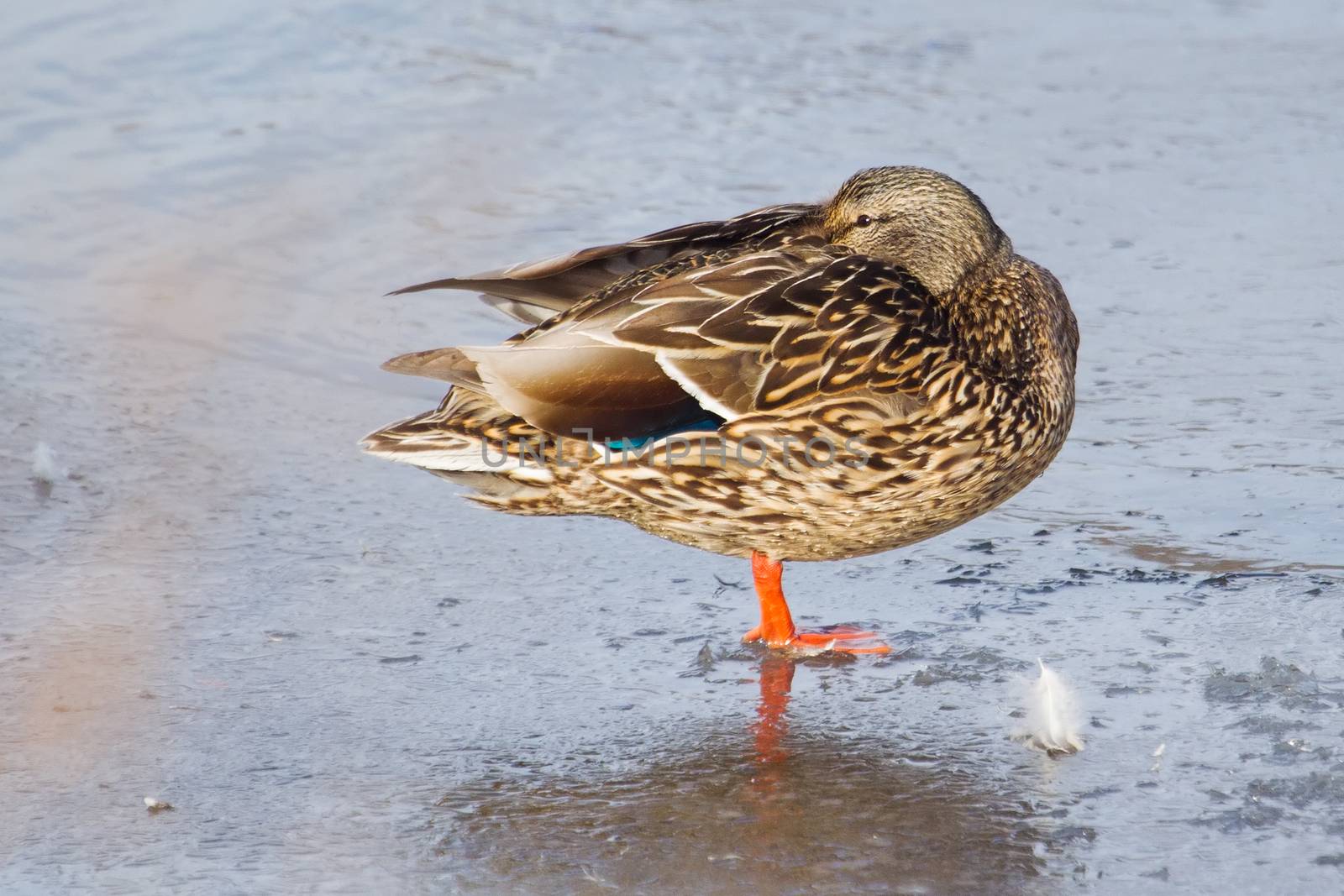 Female Mallard duck standing on ice on a lake 