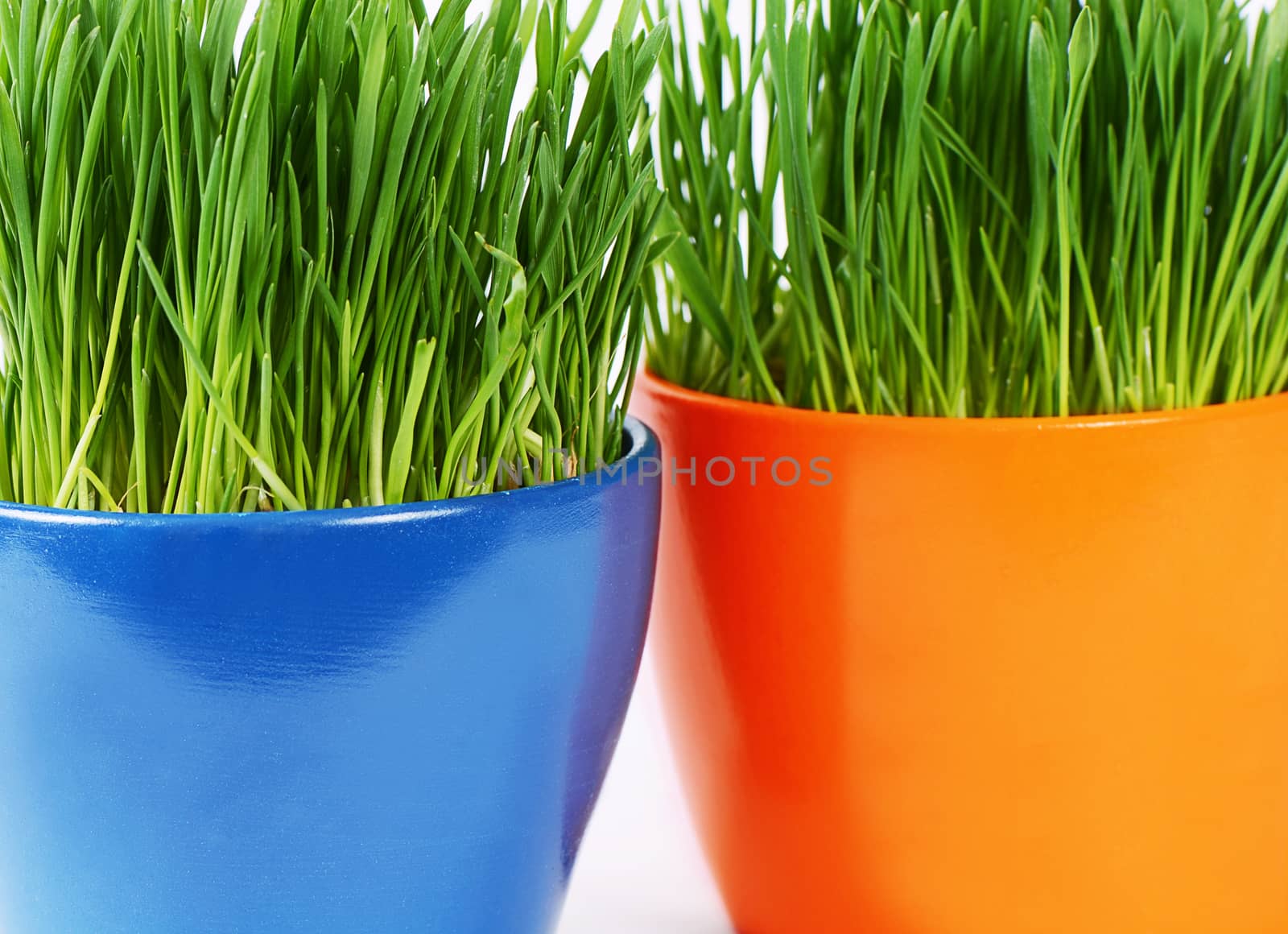 Green grass in pot as a background