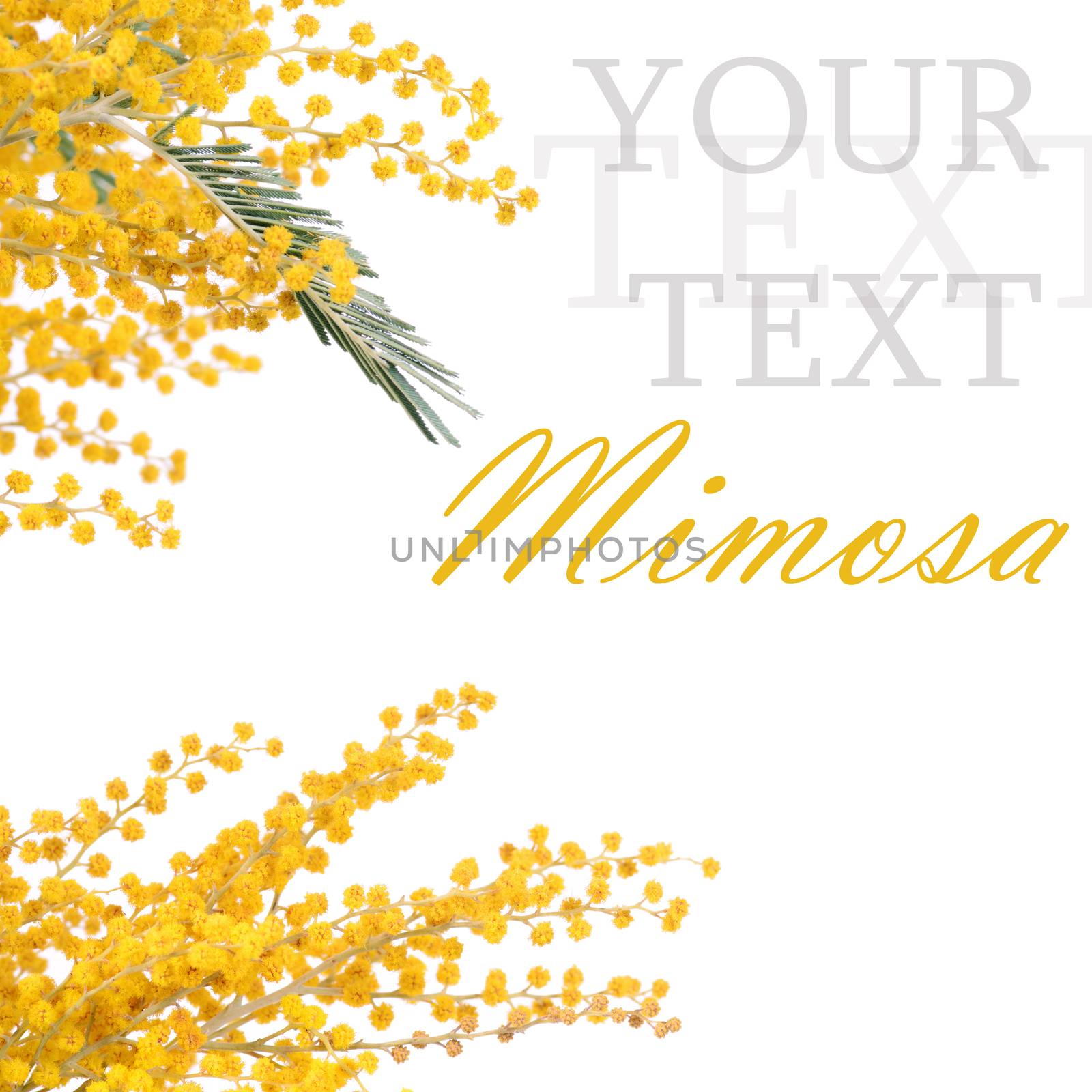 The yellow mimosa  isolated on white background