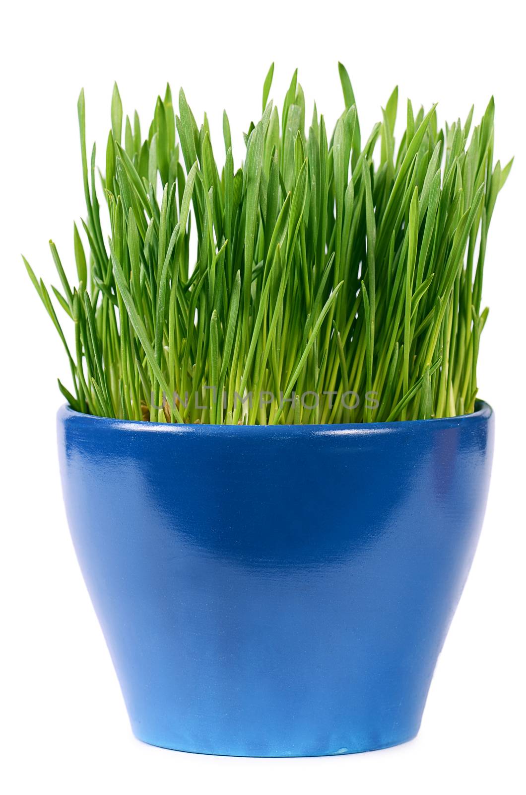 Green grass in pot isolated on white