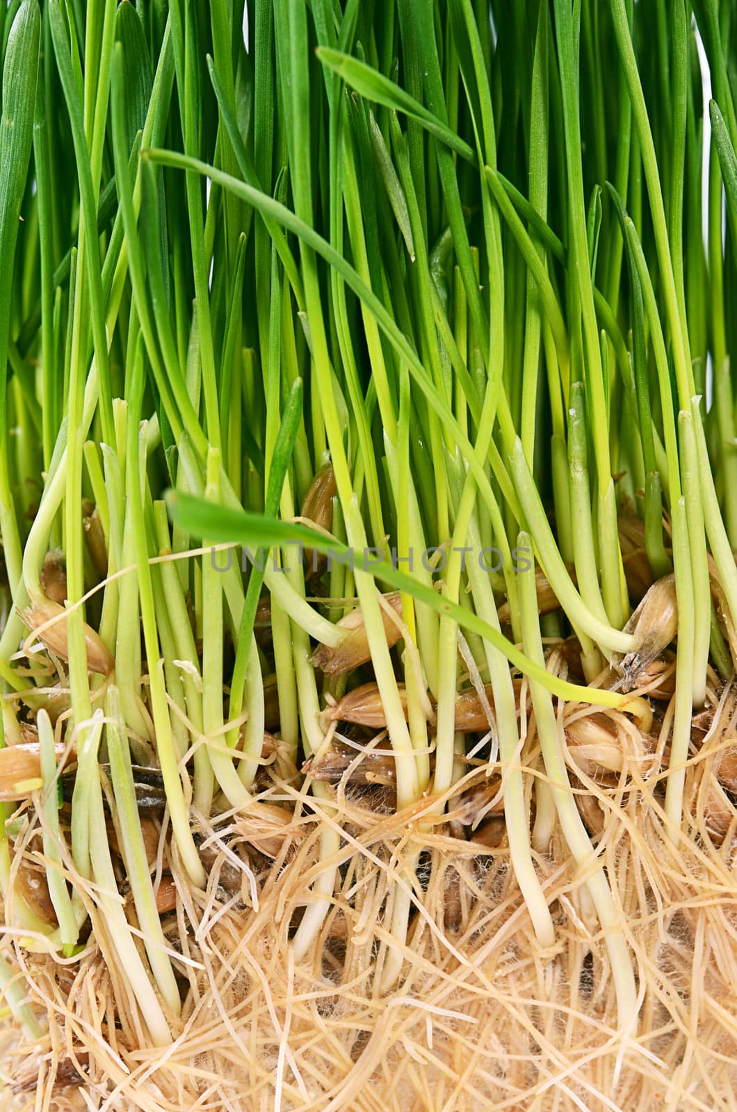 The green grass with soil close up