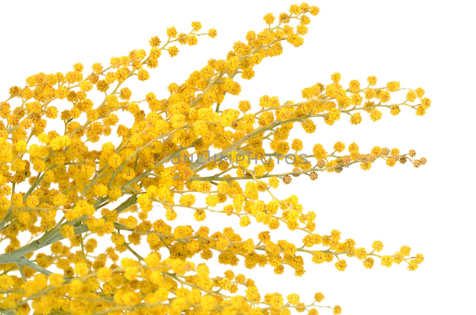 The yellow mimosa  isolated on white background