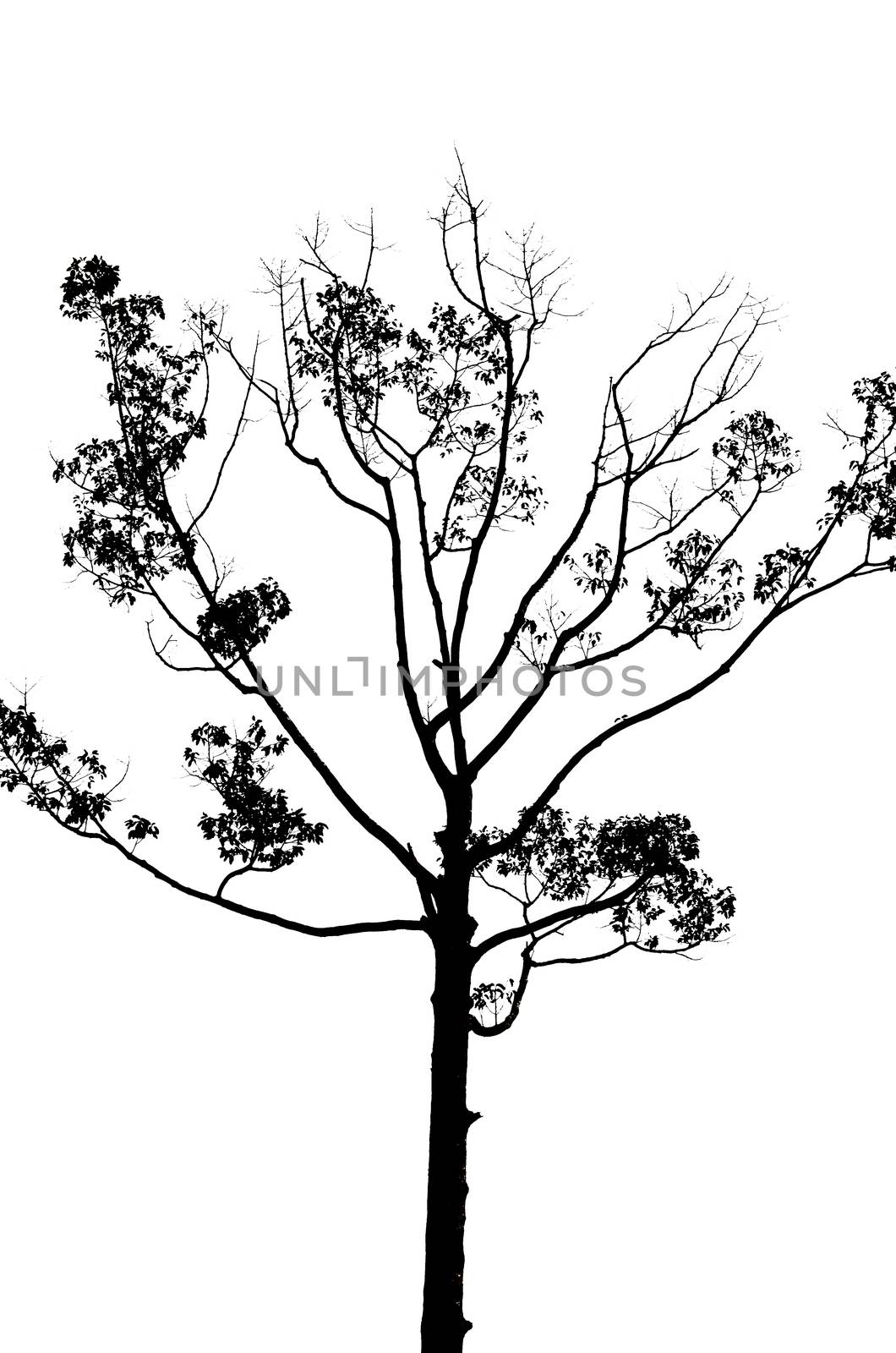 black tree silhouette isolated on white background