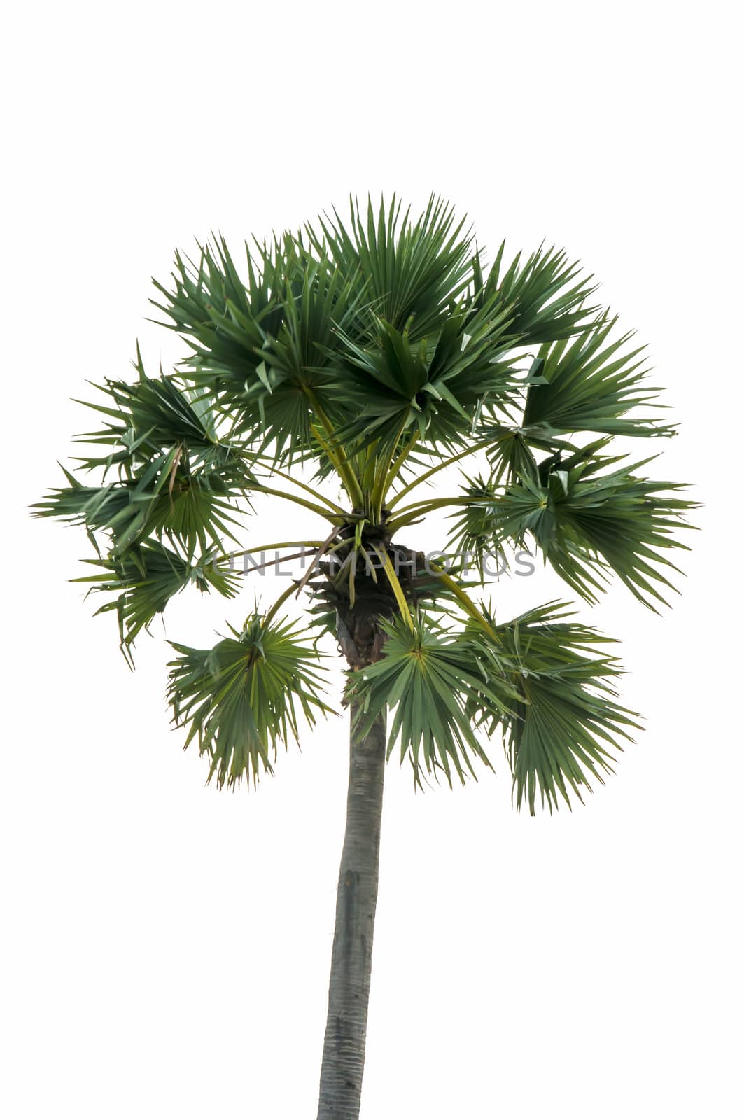 The palm trees isolated in white background.