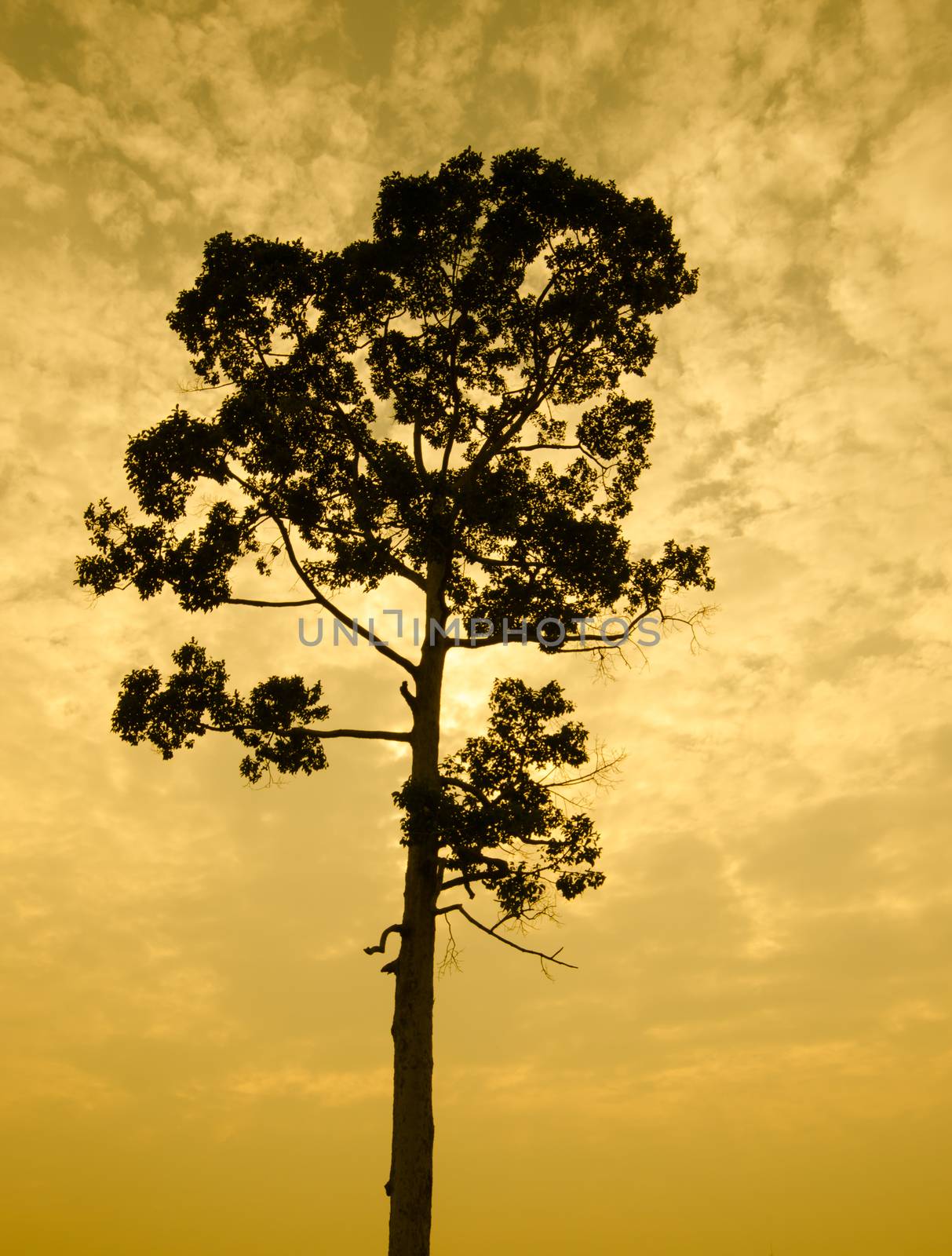 The black tree on the sky background