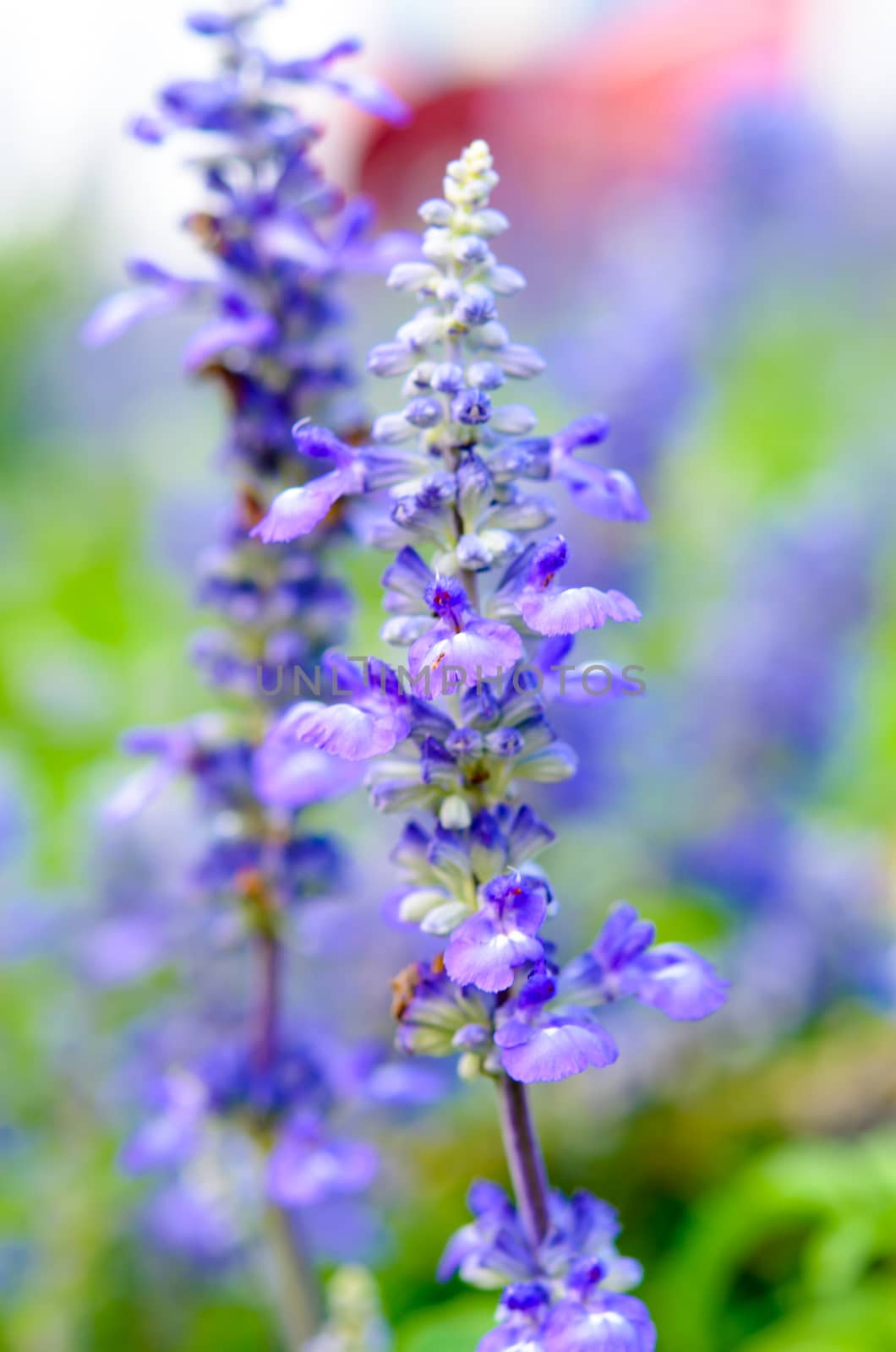 Blooming Salvia flowers by aoo3771