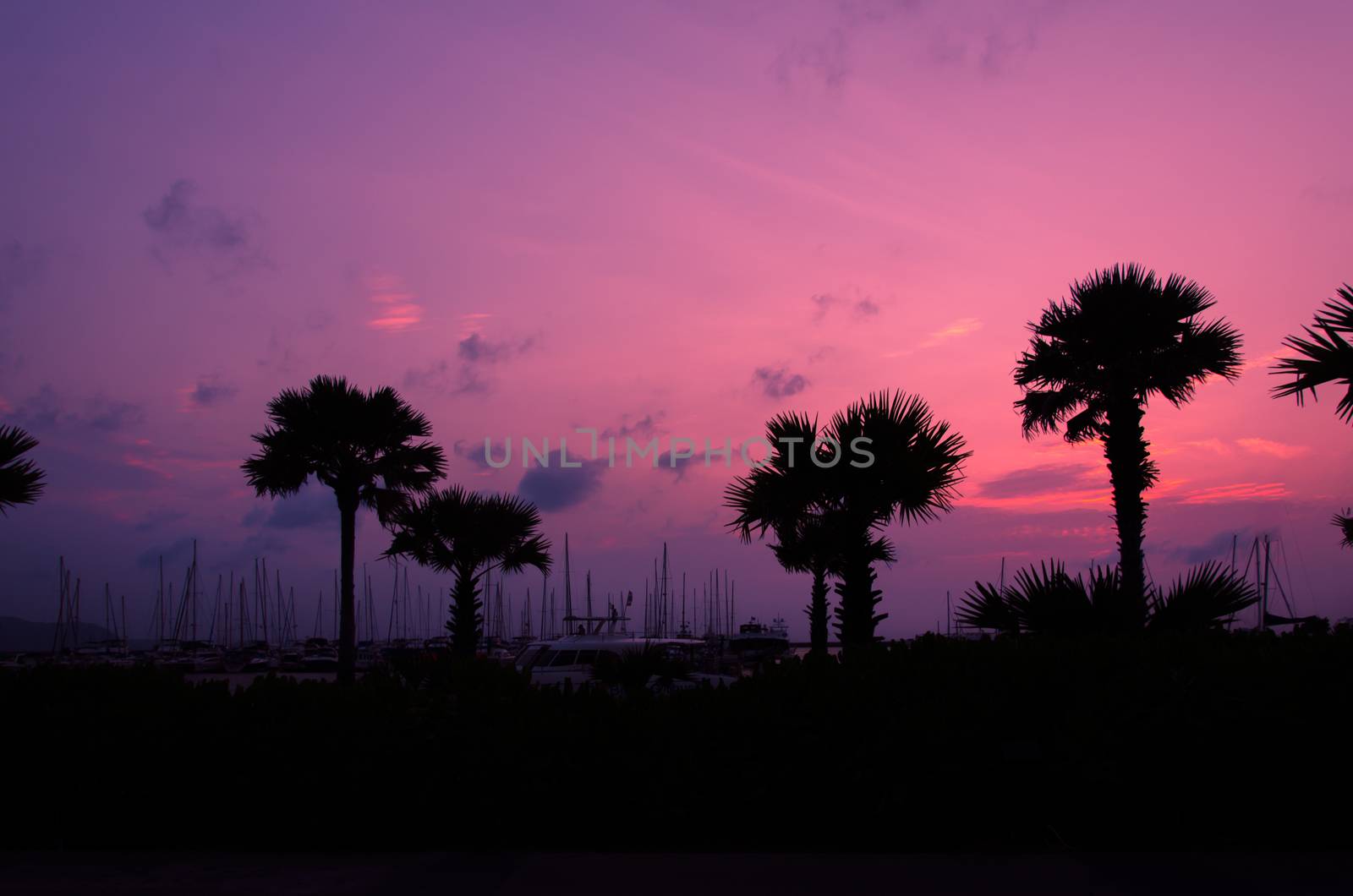 The Silhouette palm trees  in sky background.