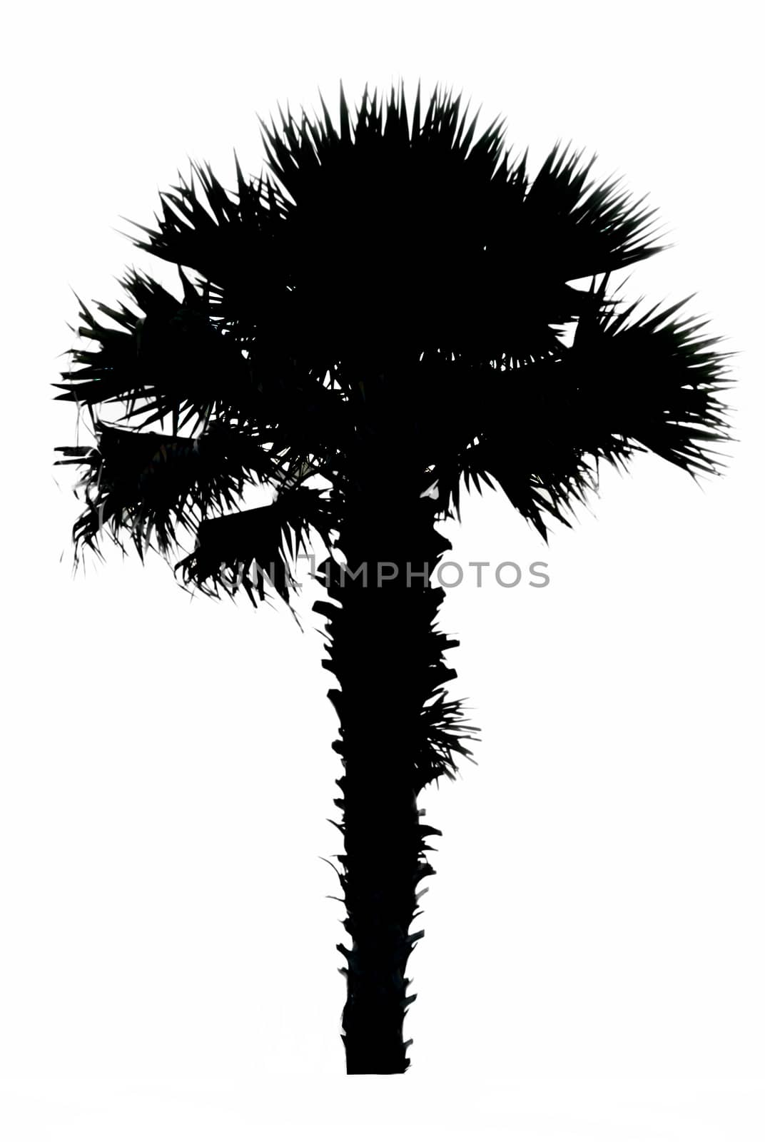 Silhouette palm trees isolated in white background.