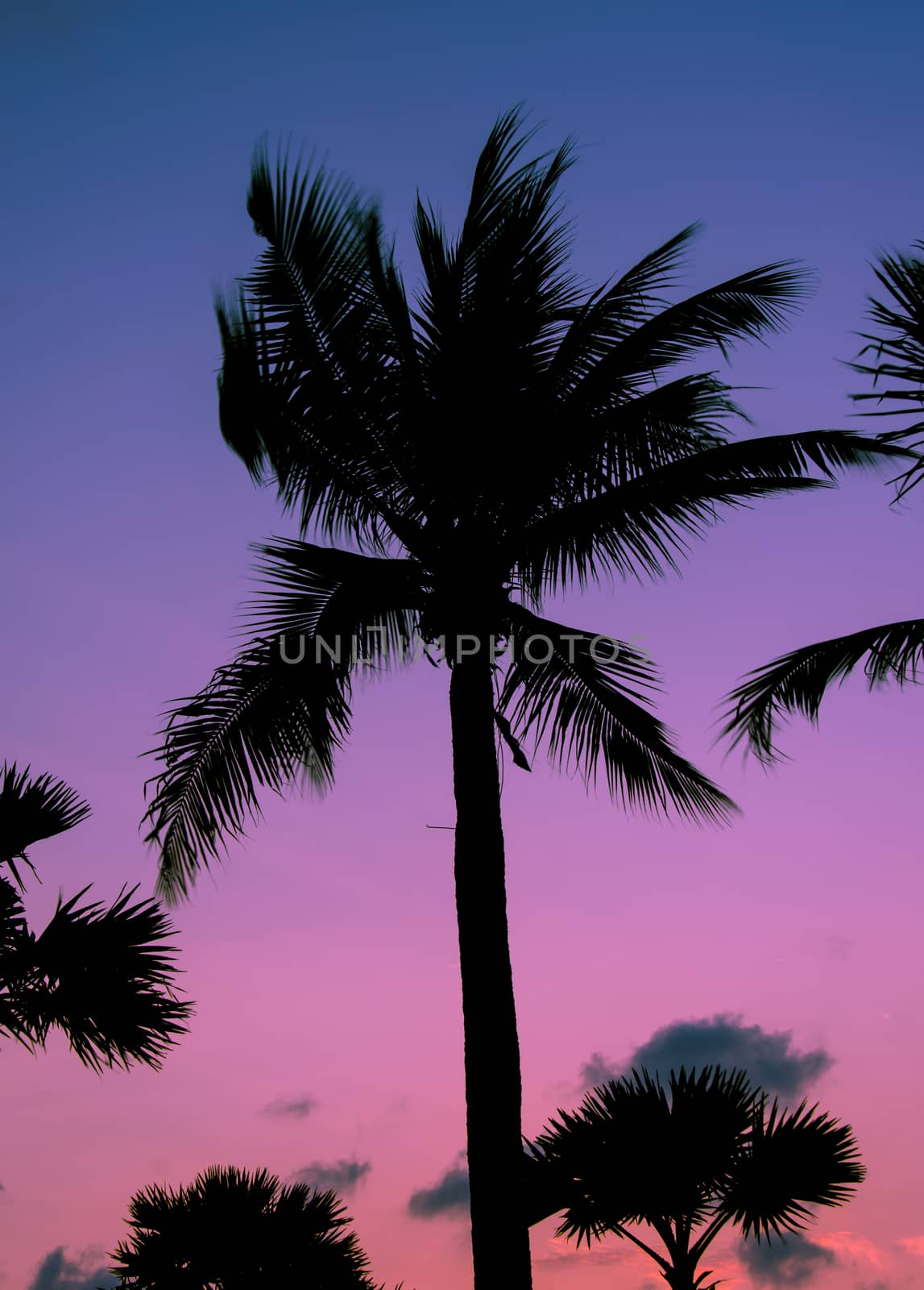 Silhouette palm trees  by aoo3771