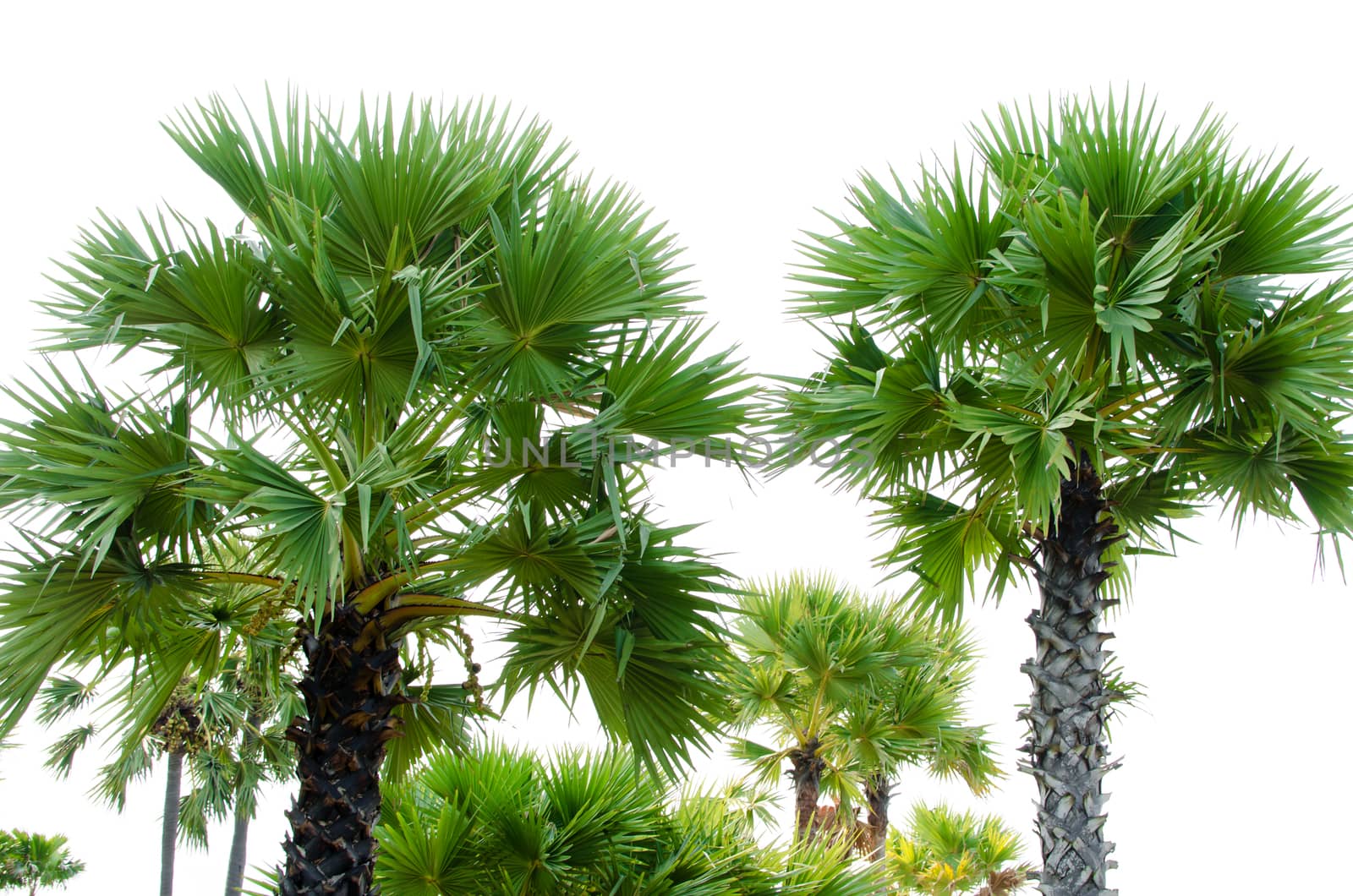 Green palm tree on the white background