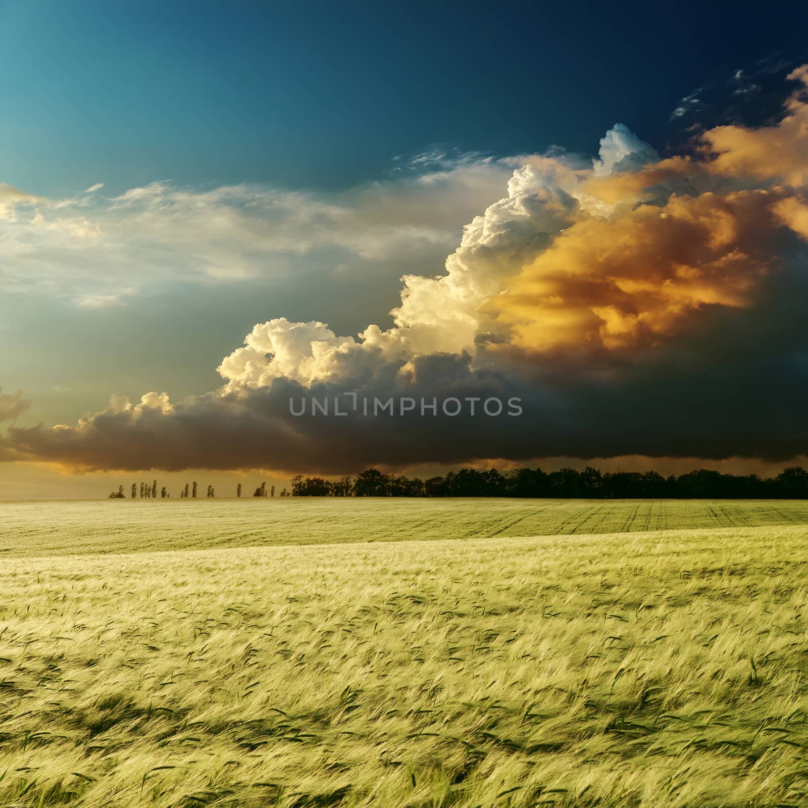 dramatic sunset over green field by mycola