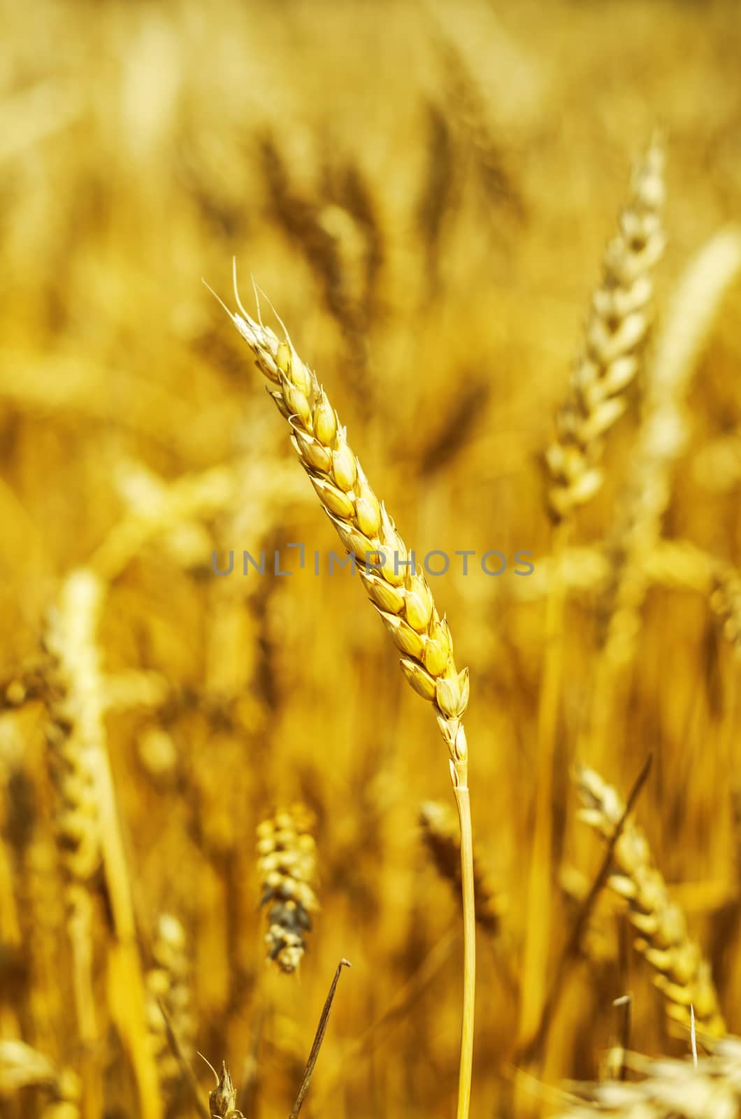 golden harvest. soft focus by mycola