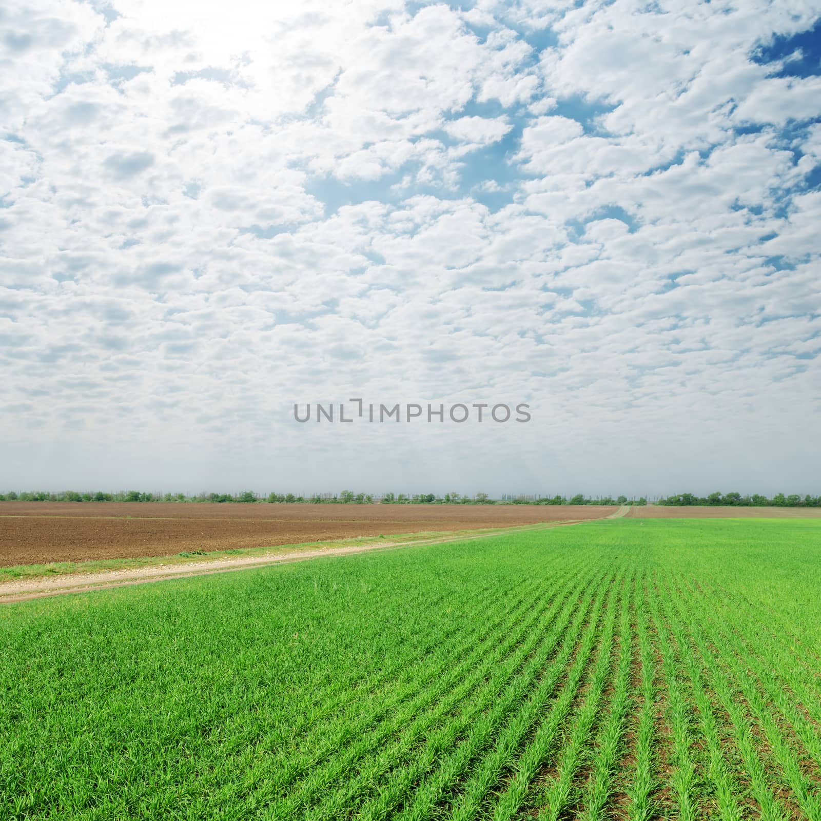 cloudy sky over agriculture green field