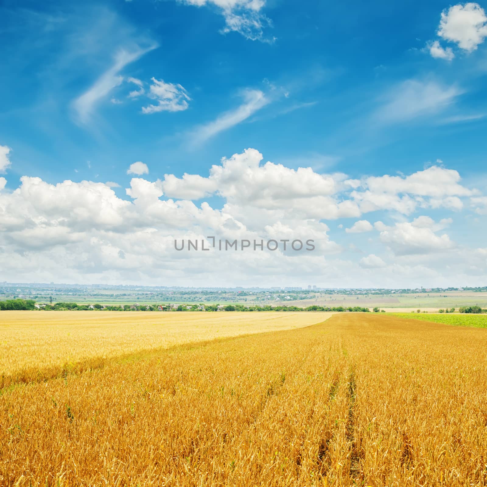 cloudy sky over golden field with barley by mycola