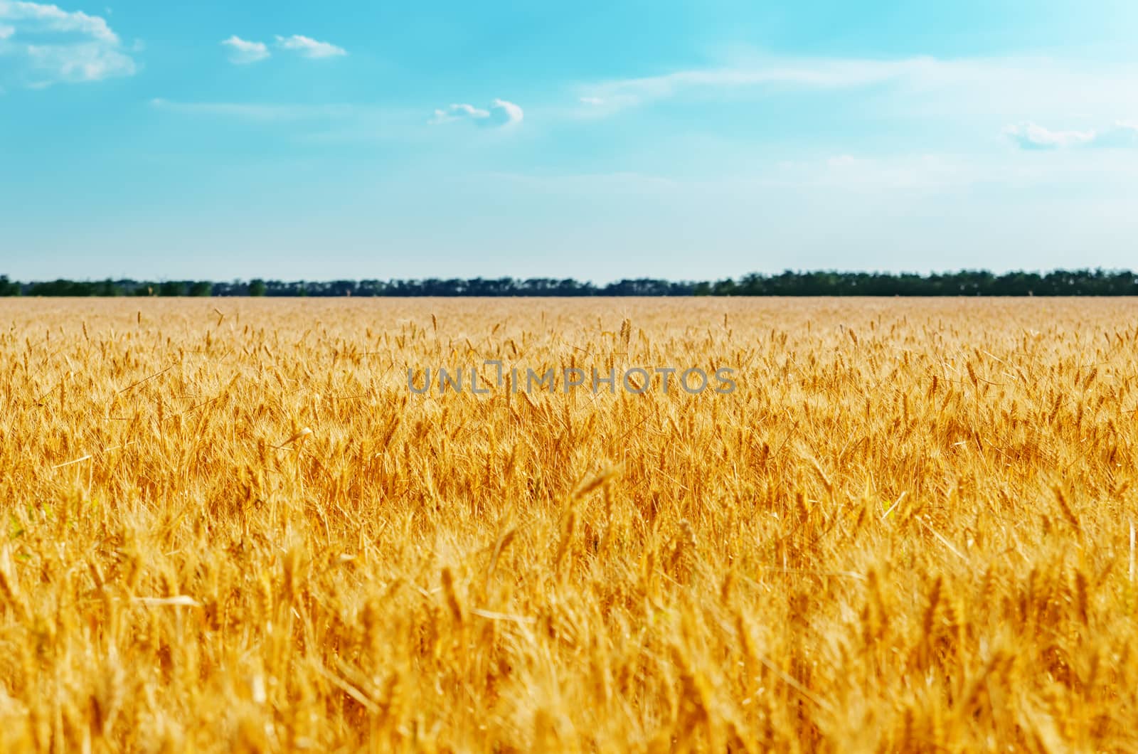 field with golden harvest and blue sky. soft focus on center of  by mycola