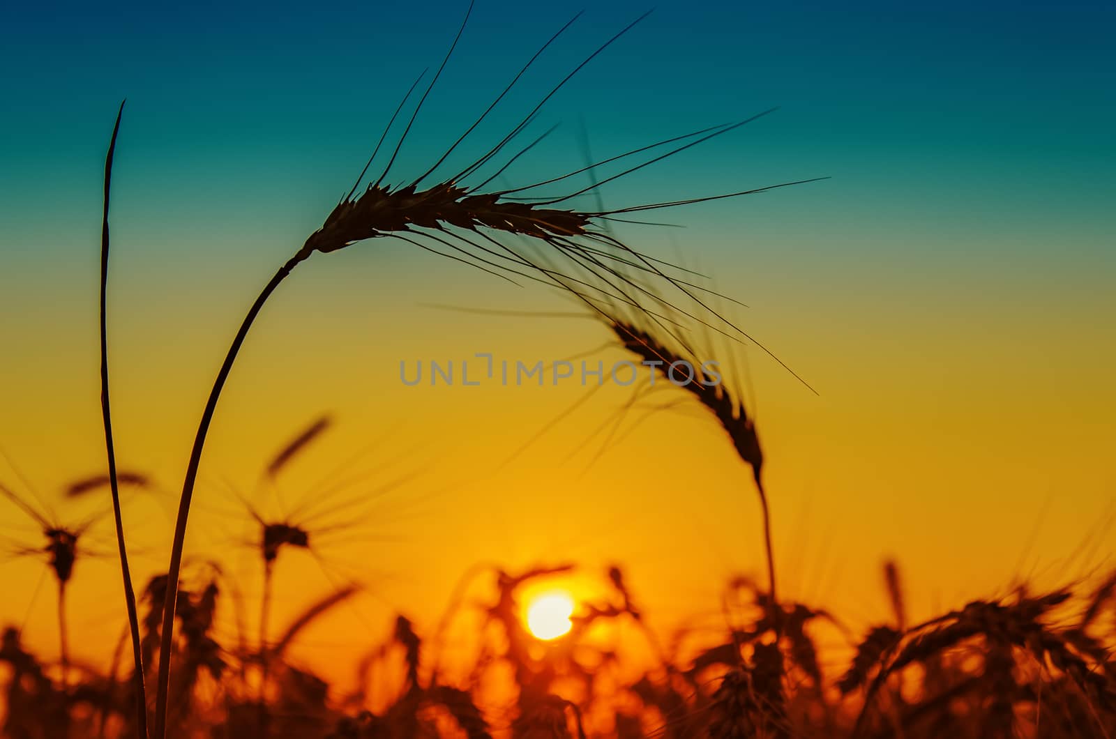 golden sunset and silhouettes of harvest