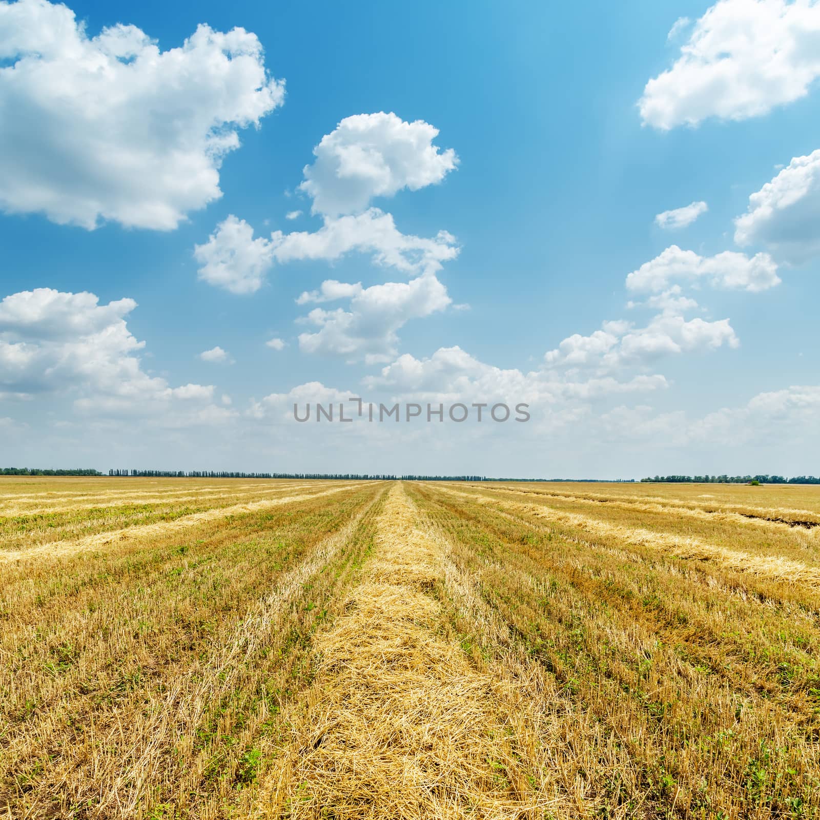 agriculture field after harvesting and clouds over it by mycola