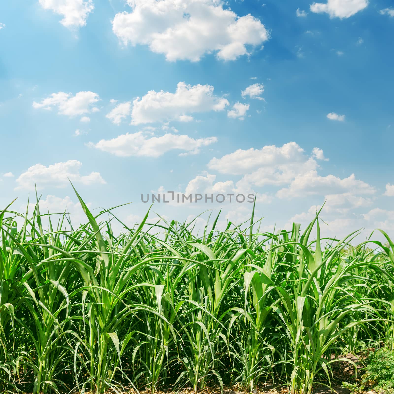 green maize field and clouds in sky by mycola