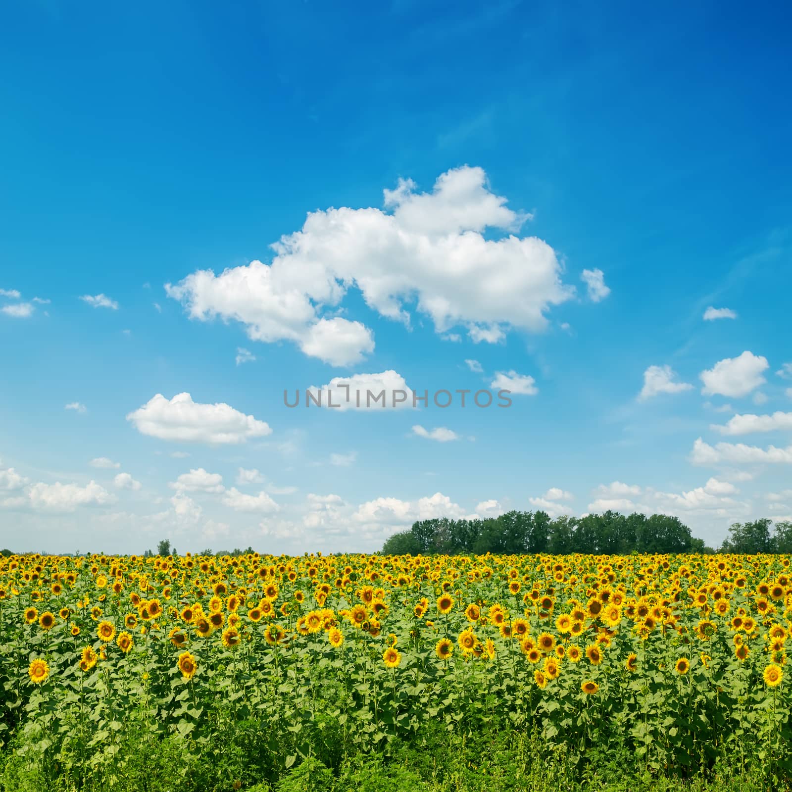 sunflowers field and clouds in blue sky by mycola