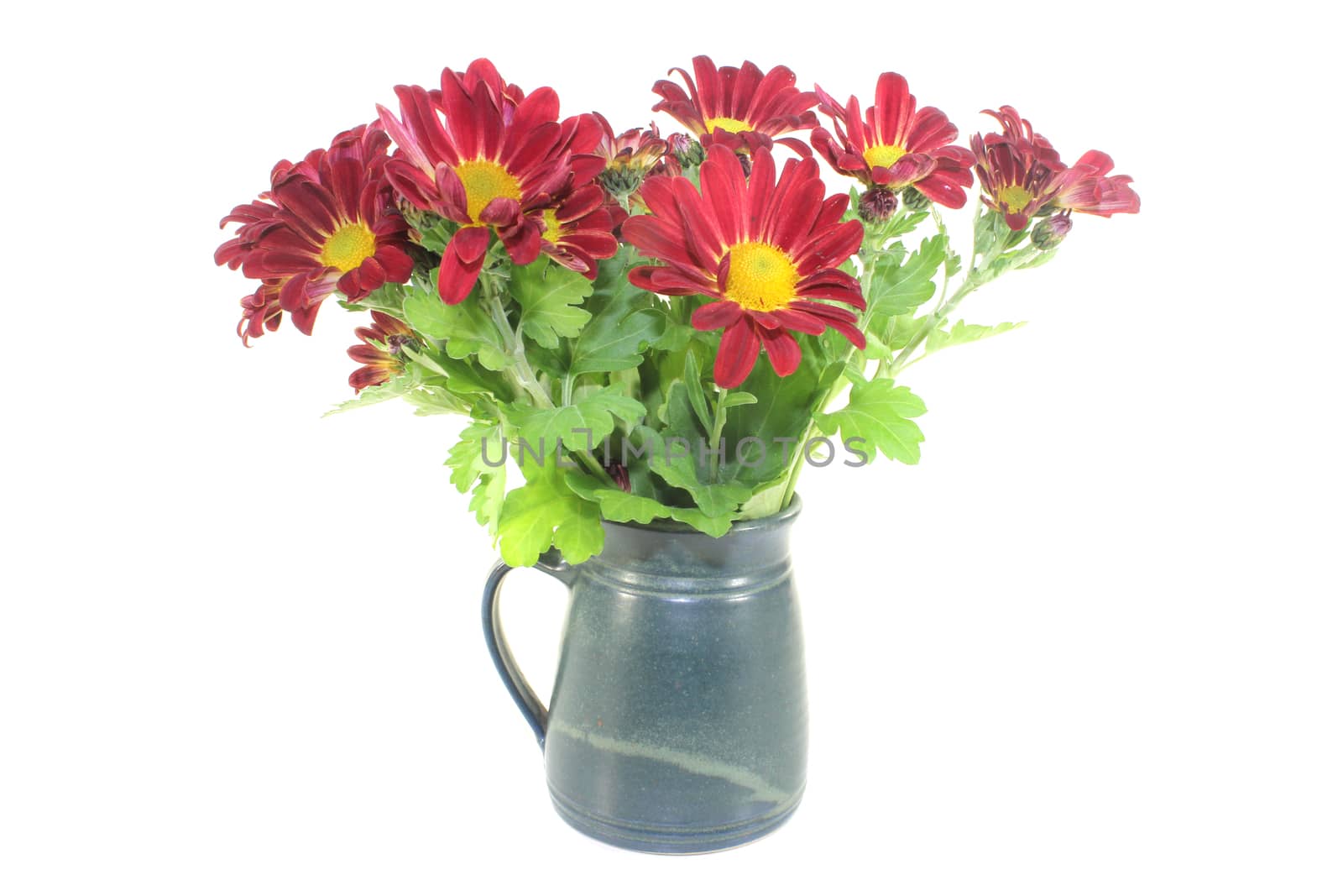 bouquet of chrysanthemums in a vase on light background