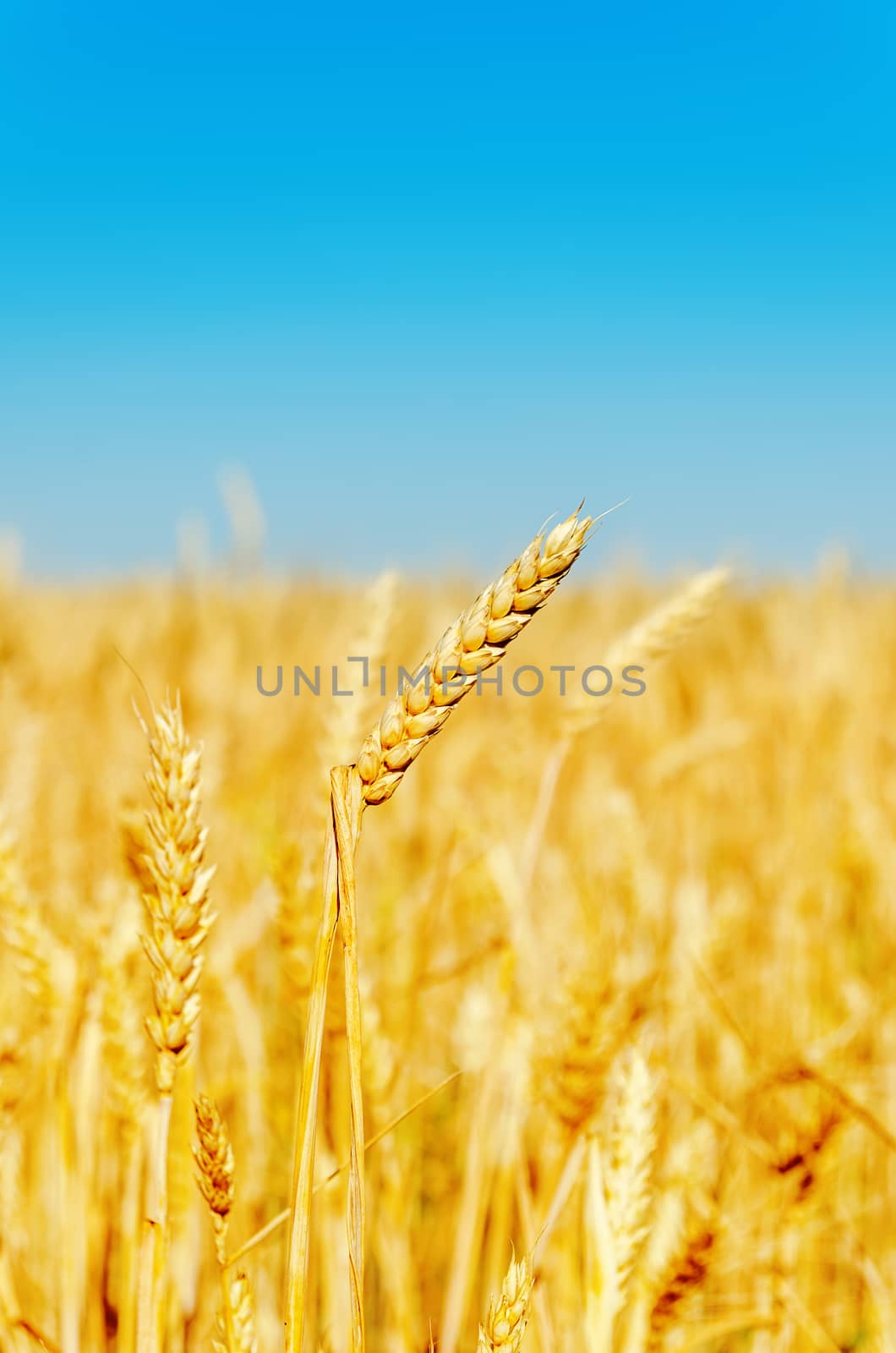 golden barley on field. soft focus