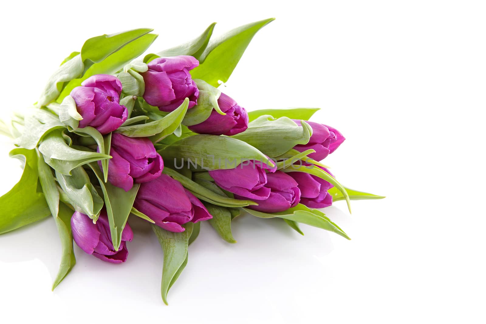 Pink Dutch tulips in closeup over white background