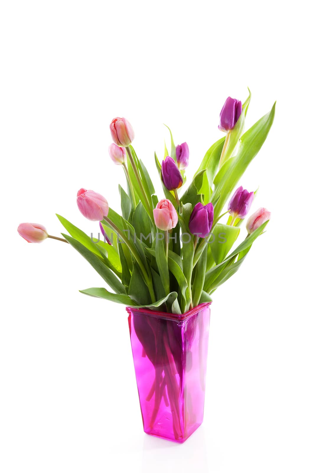 Bouquet of pink Dutch tulips in vase over white background